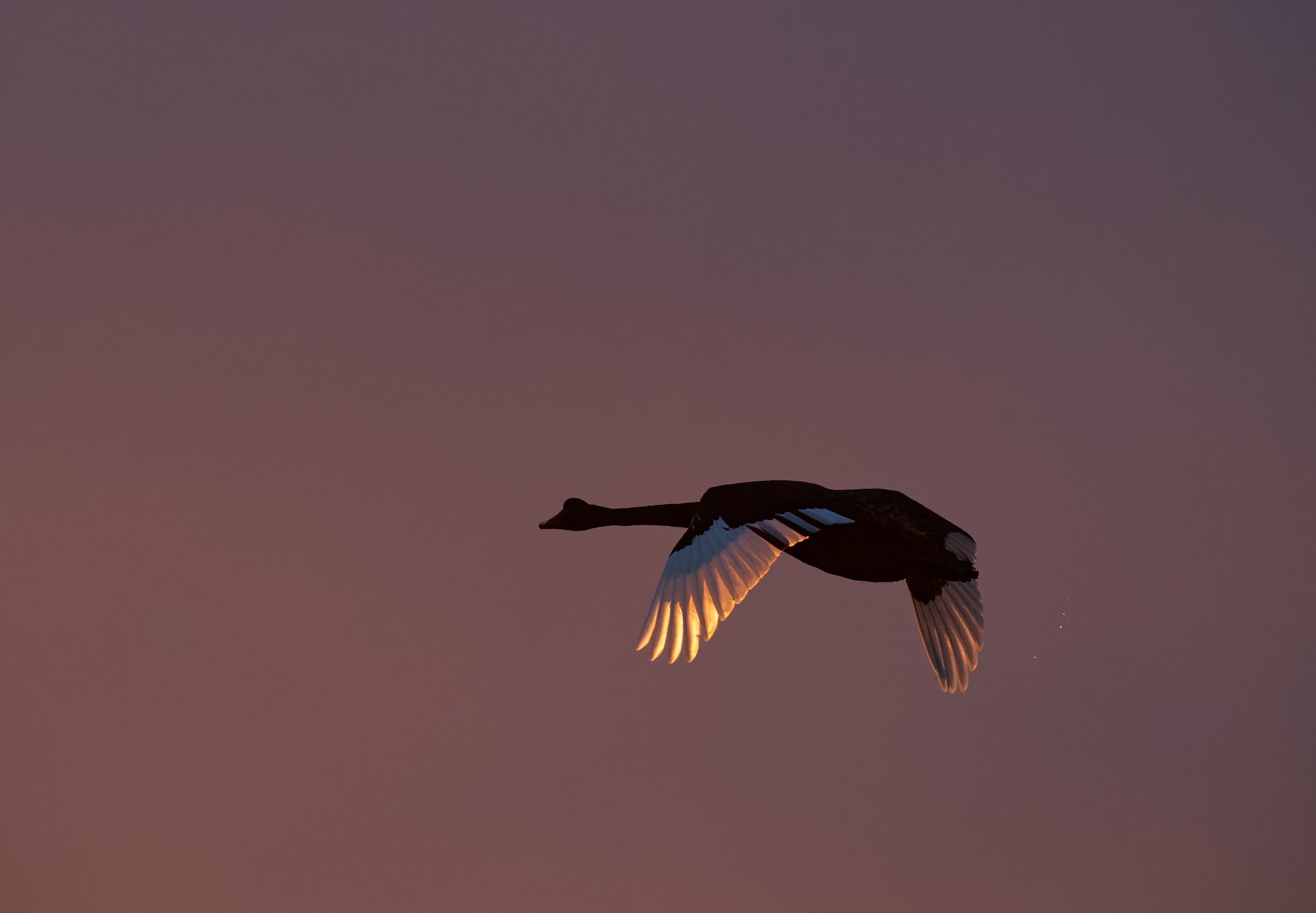 Black Swan flying into the dawn.jpg