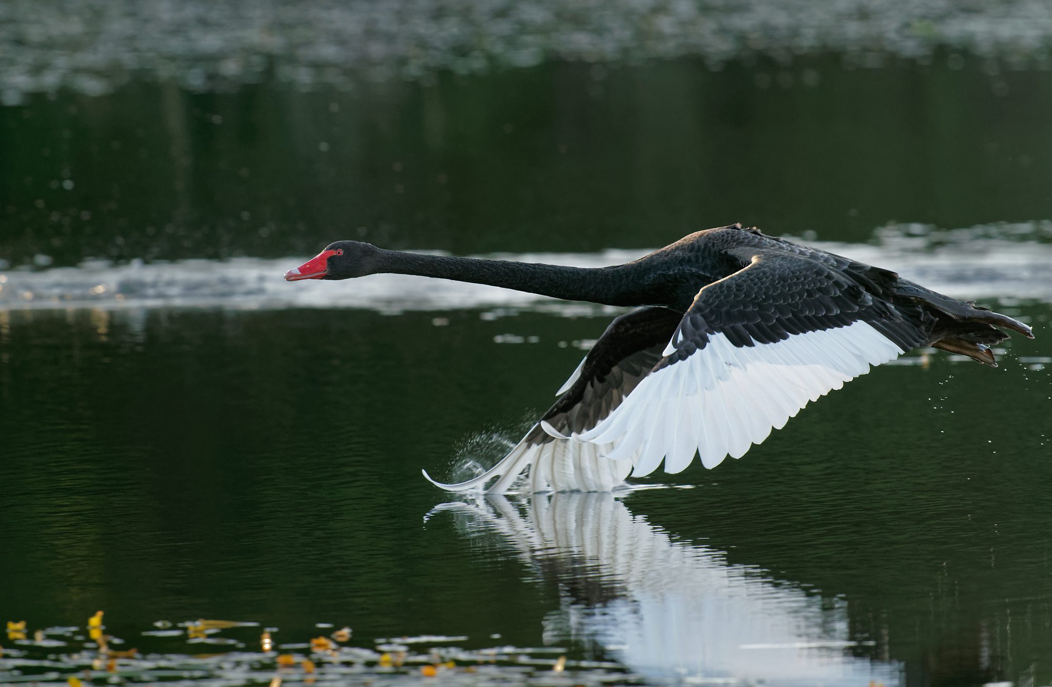 Black Swan IF (1).jpg