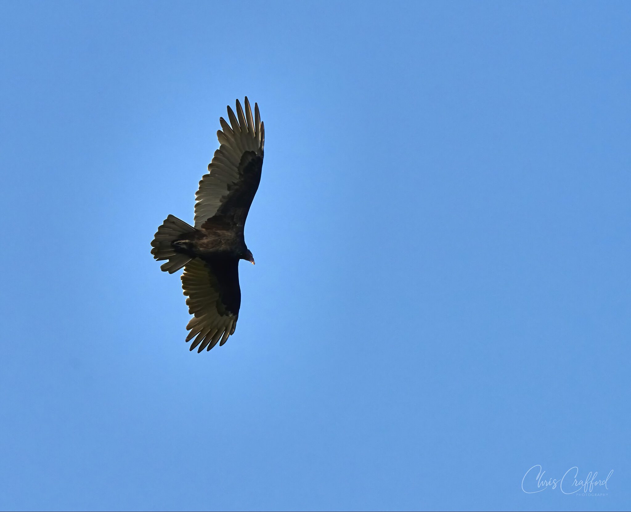 Black Vulture heading home