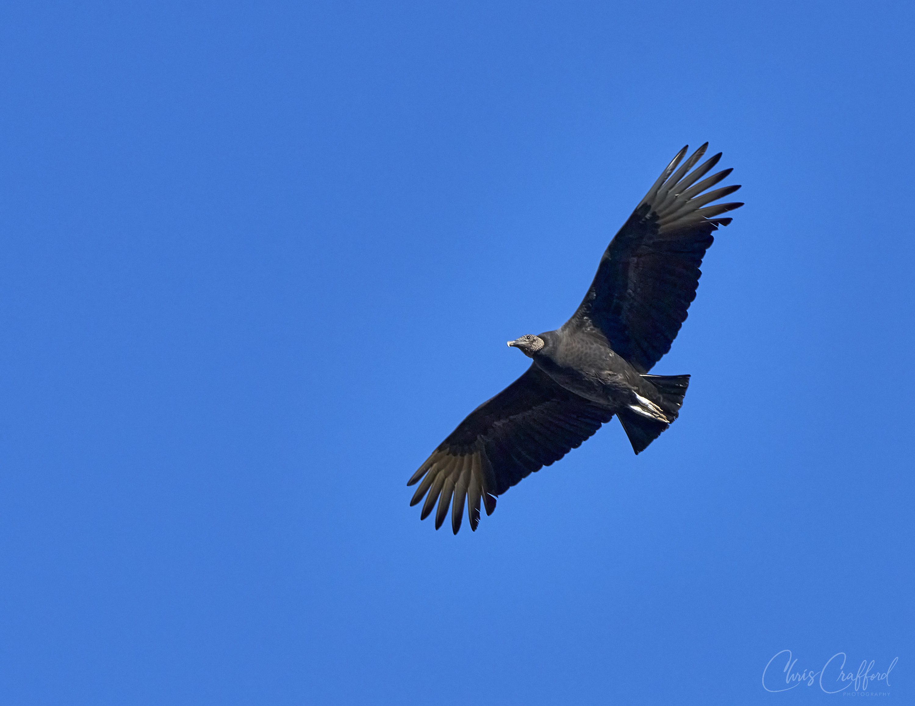 Black Vulture in flight 1