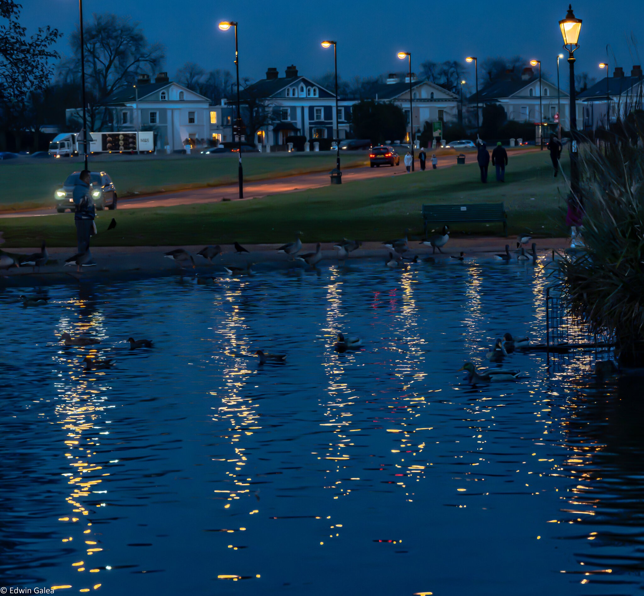 blackheath_ducks_at_sunset-6.jpg