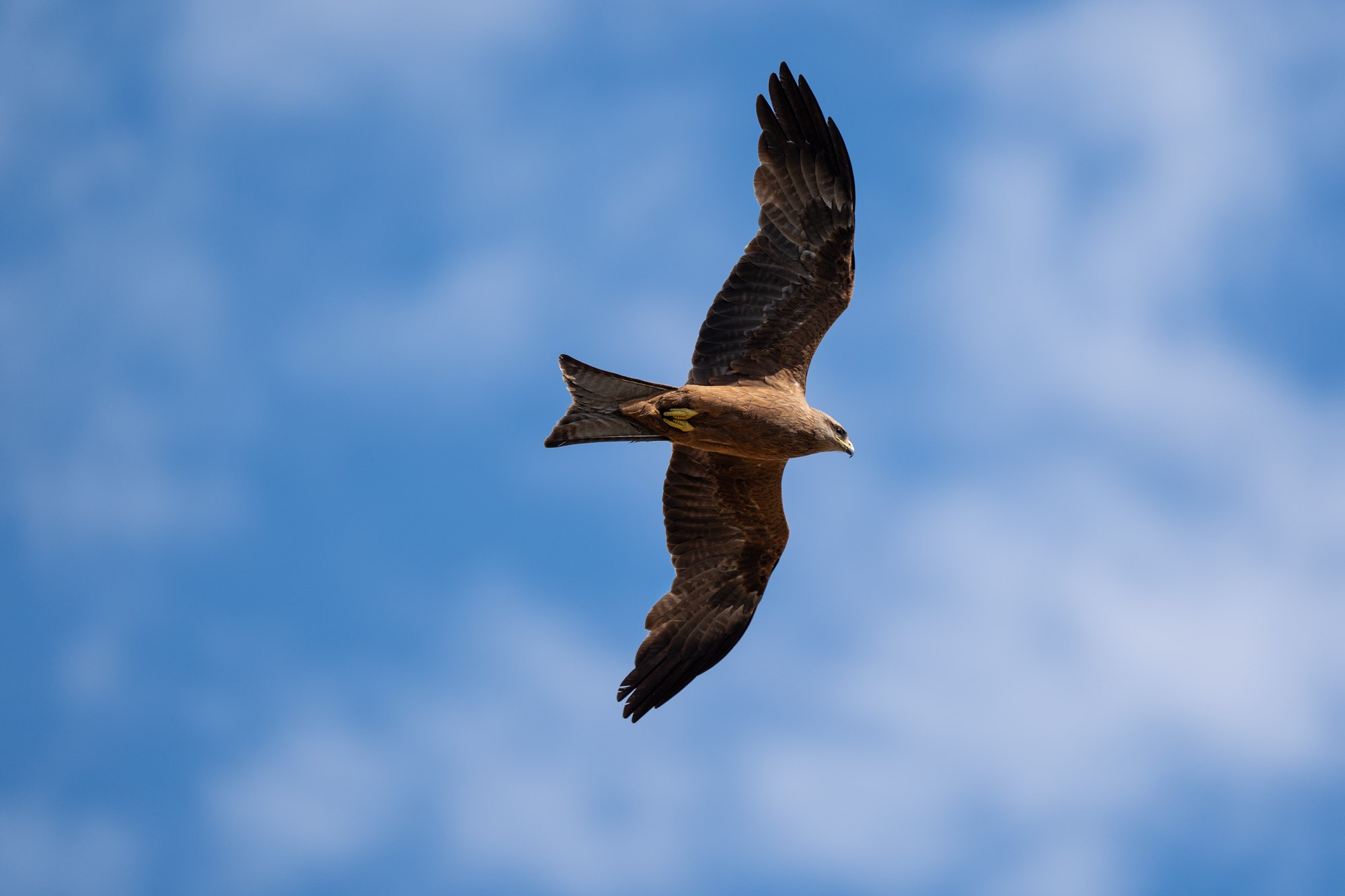 BlackKite_fullframe.jpg