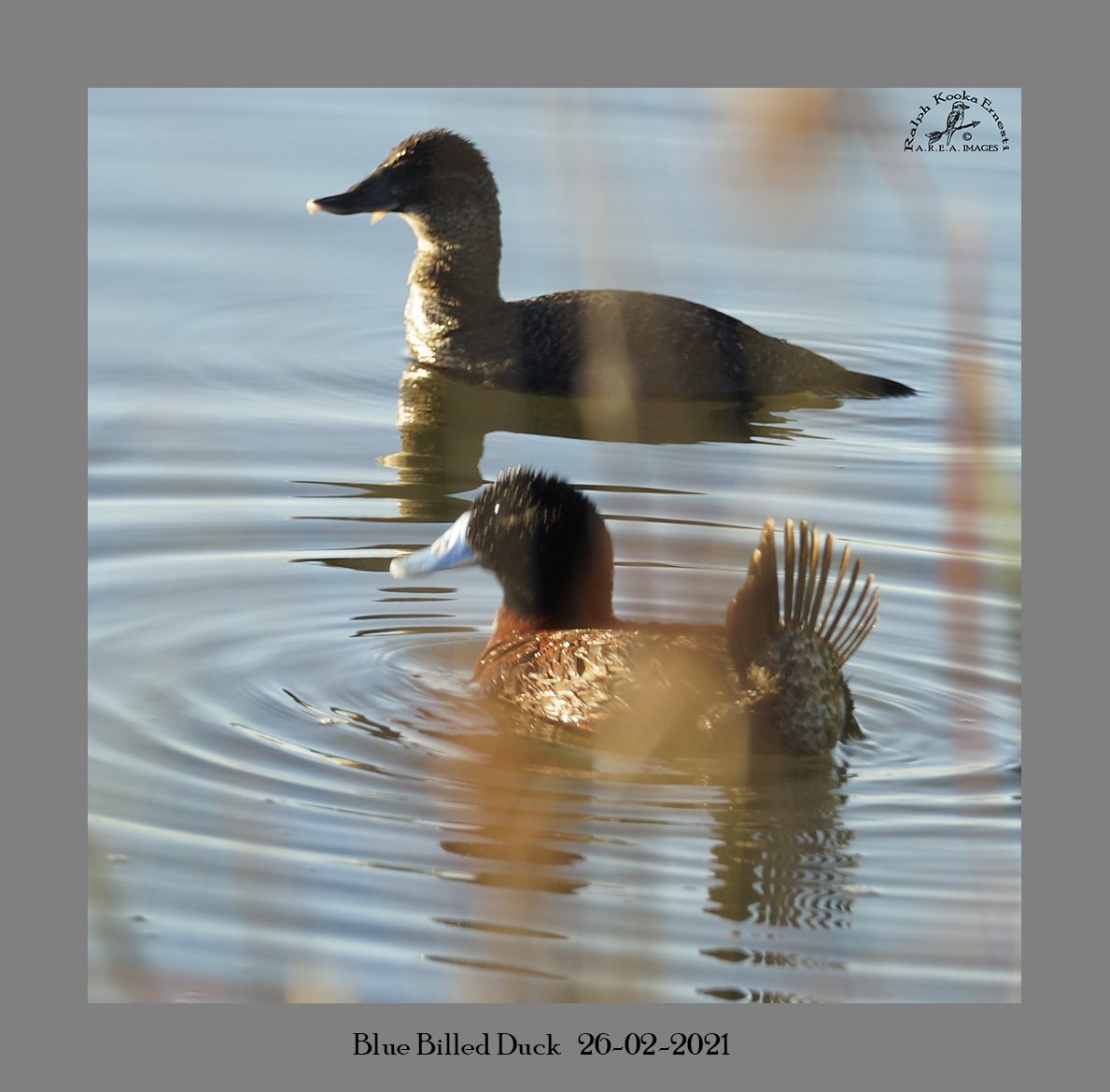 Blue Billed Duck 26-02-2021.JPG