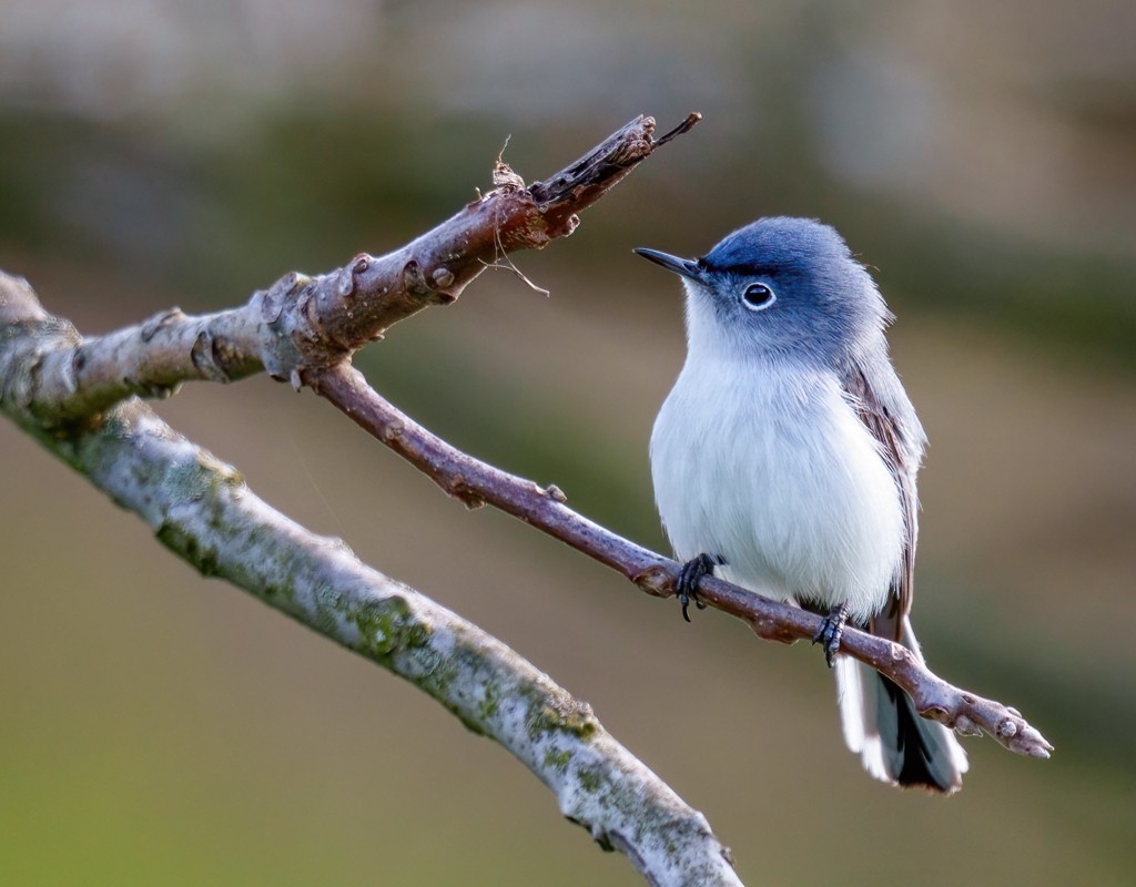 Blue-gray Gnatcatcher 2301.jpg