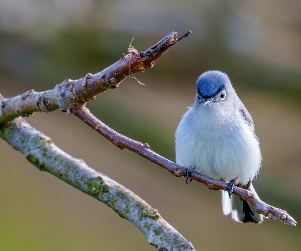 Blue-gray Gnatcatcher 2303.jpg