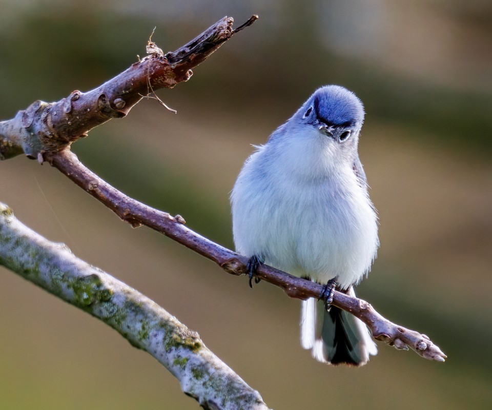 Blue-gray Gnatcatcher 2304.jpg