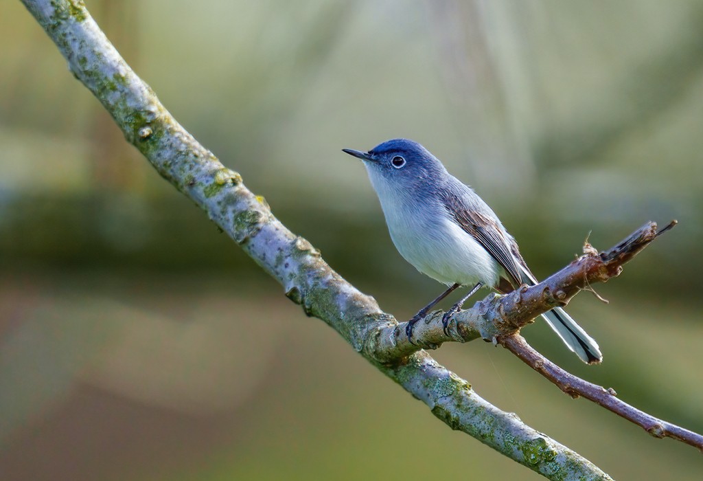 Blue-gray Gnatcatcher 2305.jpg