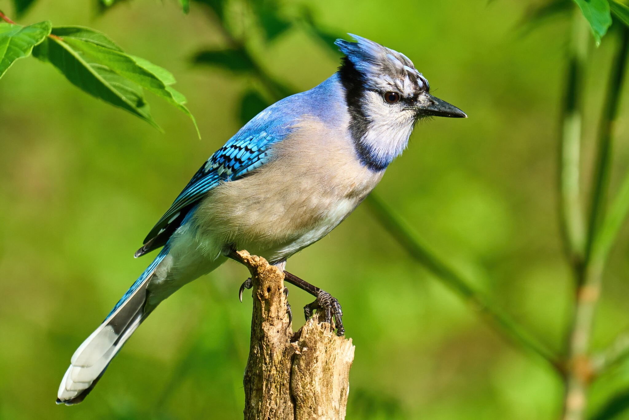 Blue Jay - Ashland - 05142023 - 04-DN.jpg