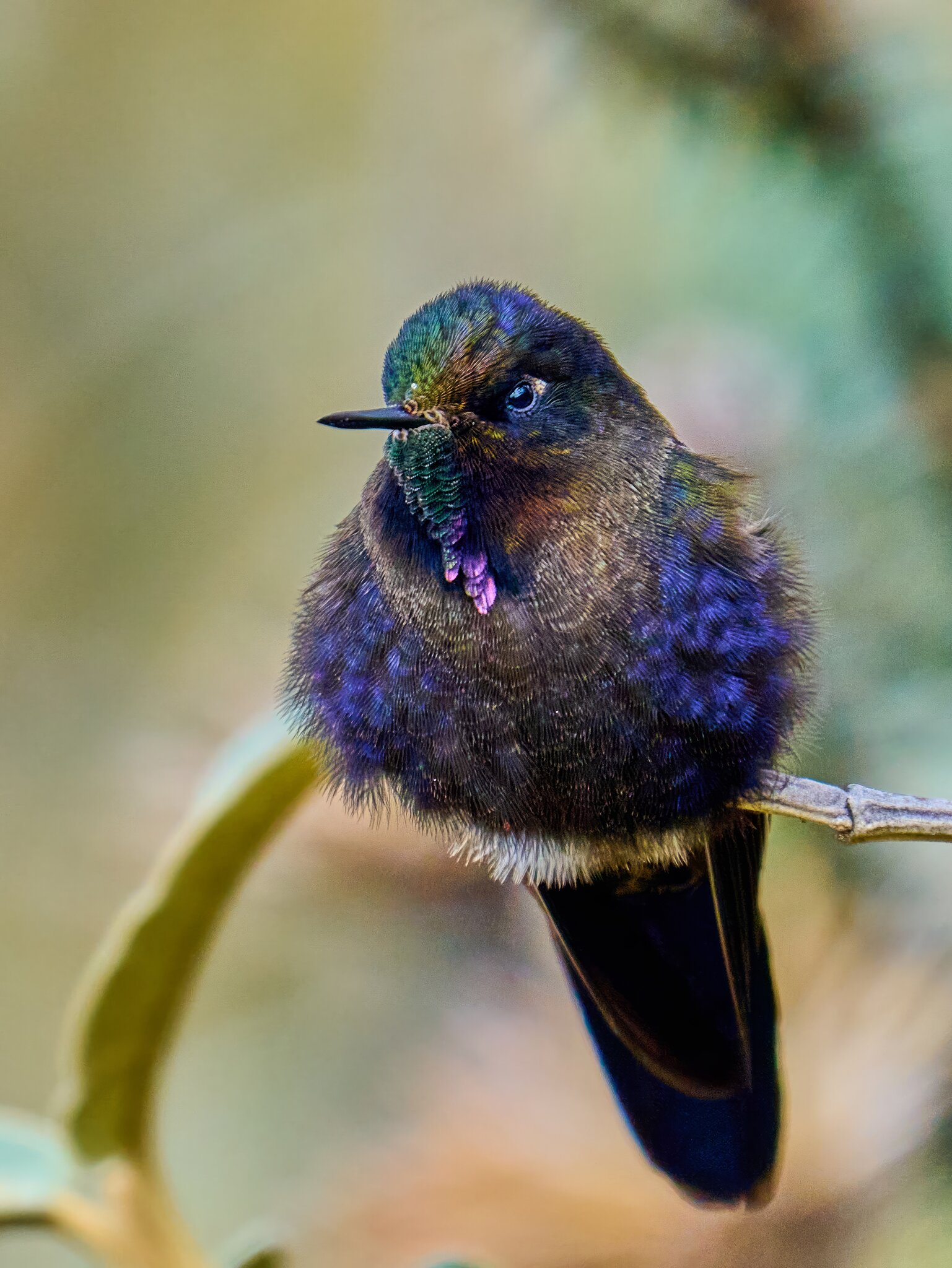 Blue-Mantled Thornbill - Parque Nacional El Cajas - 09202022 - 09- DN.jpg