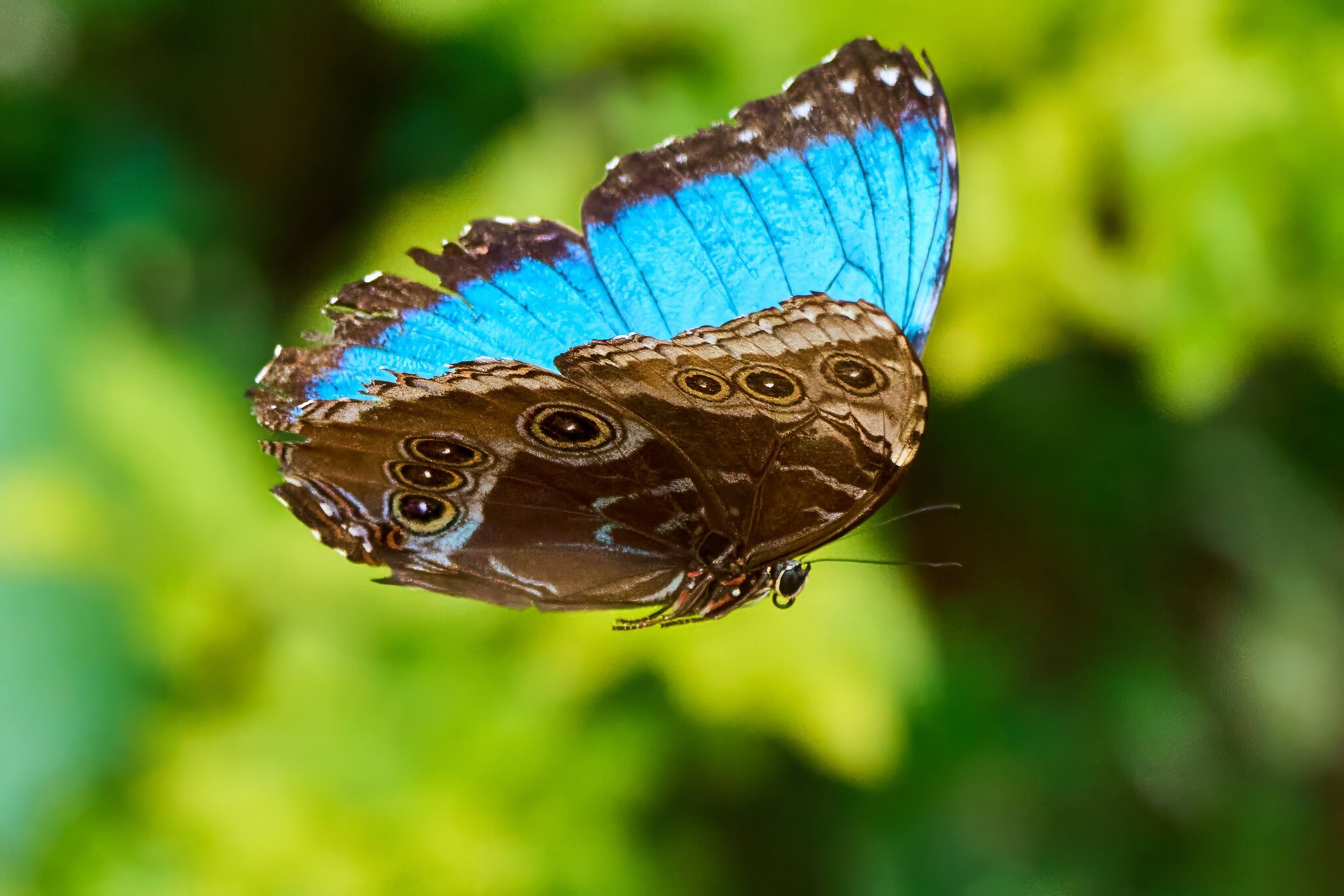 Blue Morpho -South Coast Botanical Gardens - 05162024 - 12- DN.jpg