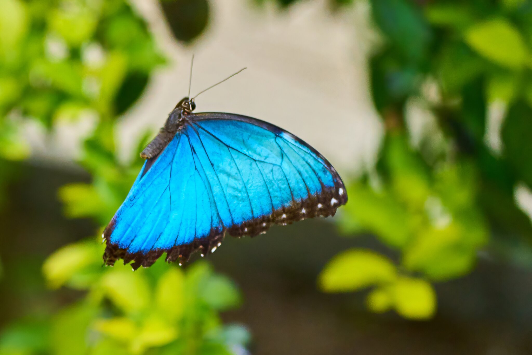 Blue Morpho -South Coast Botanical Gardens - 05162024 - 13- DN.jpg