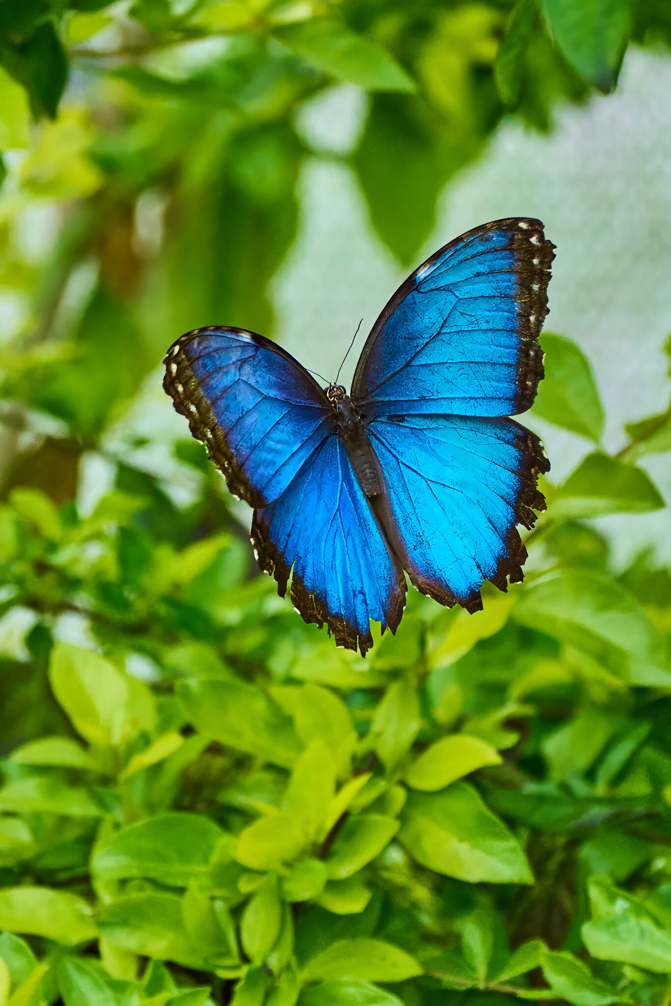 Blue Morpho -South Coast Botanical Gardens - 05162024 - 20- DN.jpg