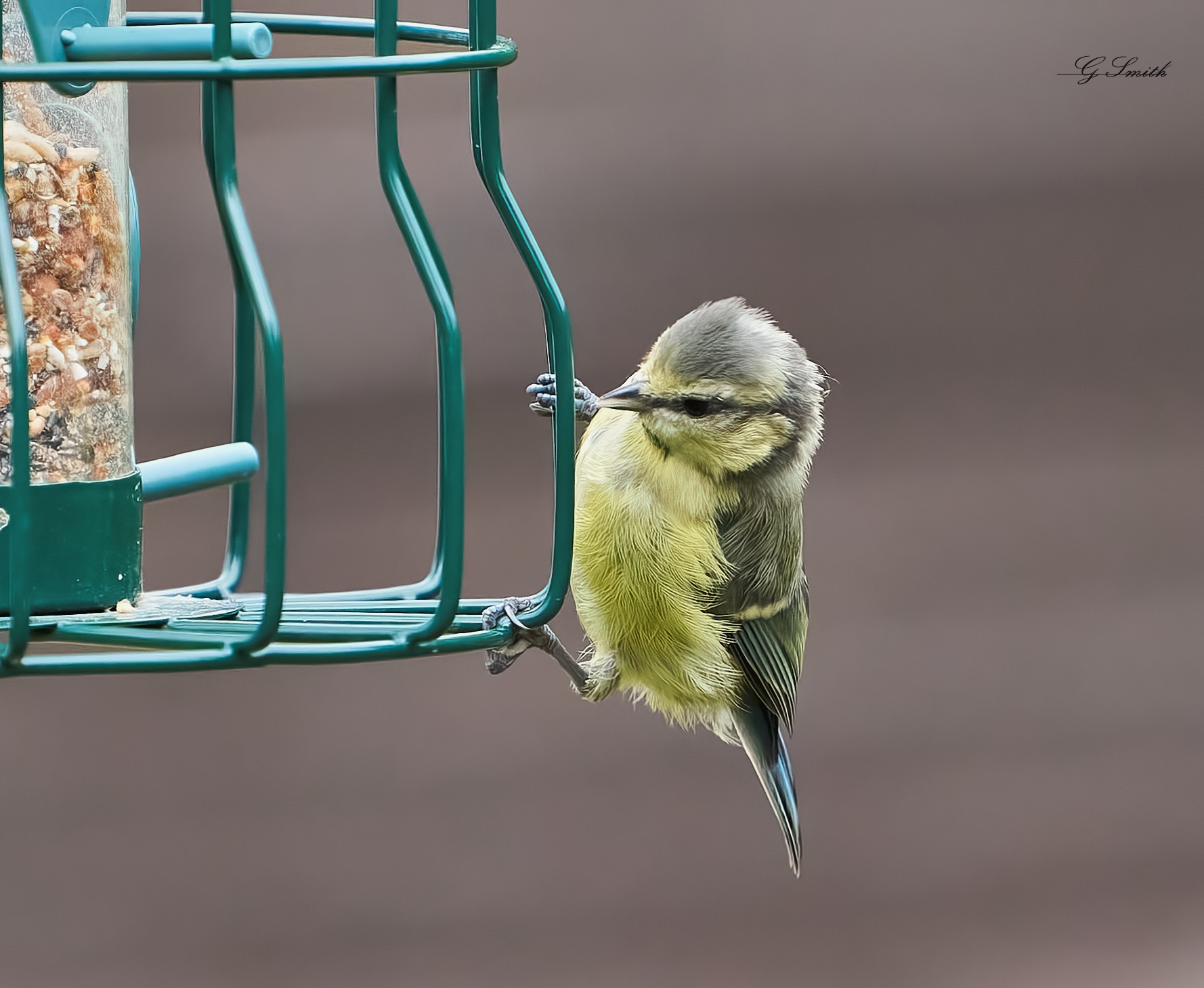 blue tit 2022 1.jpg