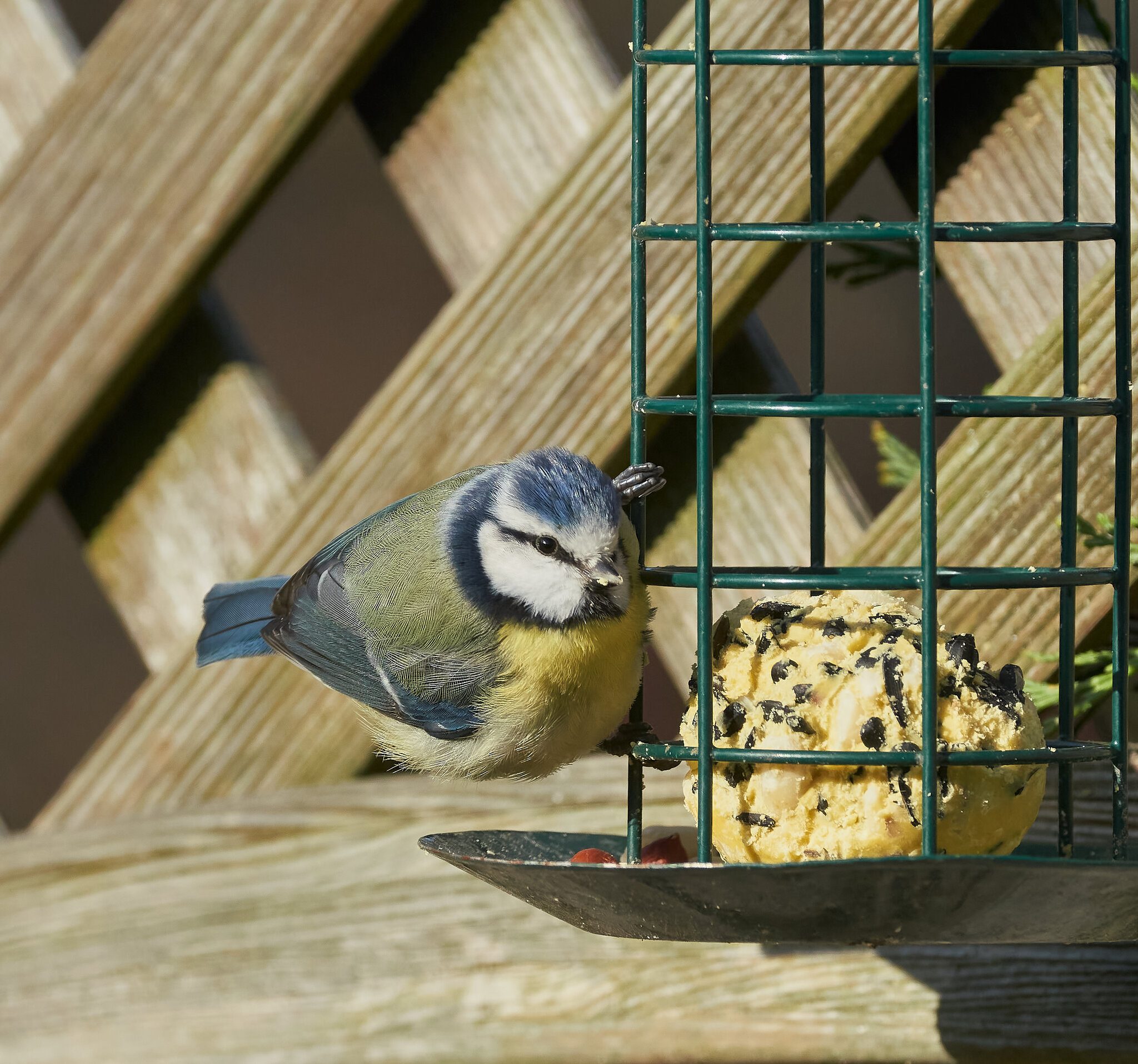 blue tit 2022 1.jpg