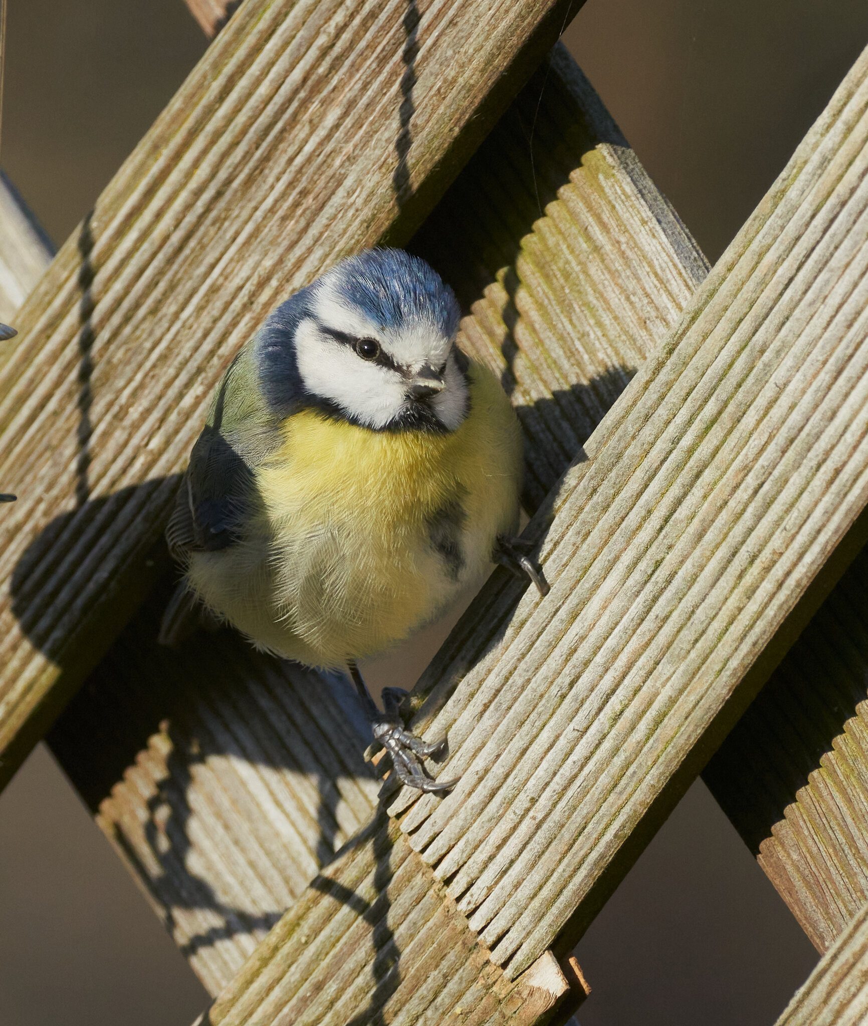 blue tit 2022 12.jpg