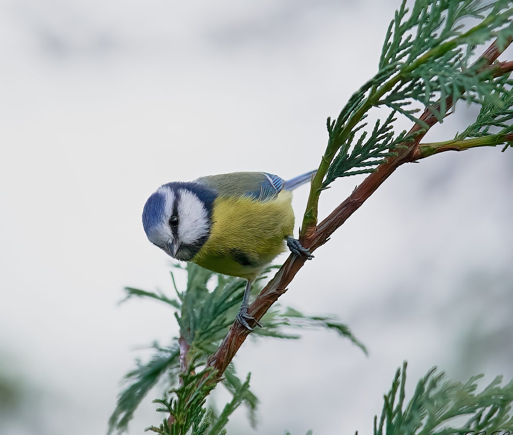 blue tit 2022 16.jpg