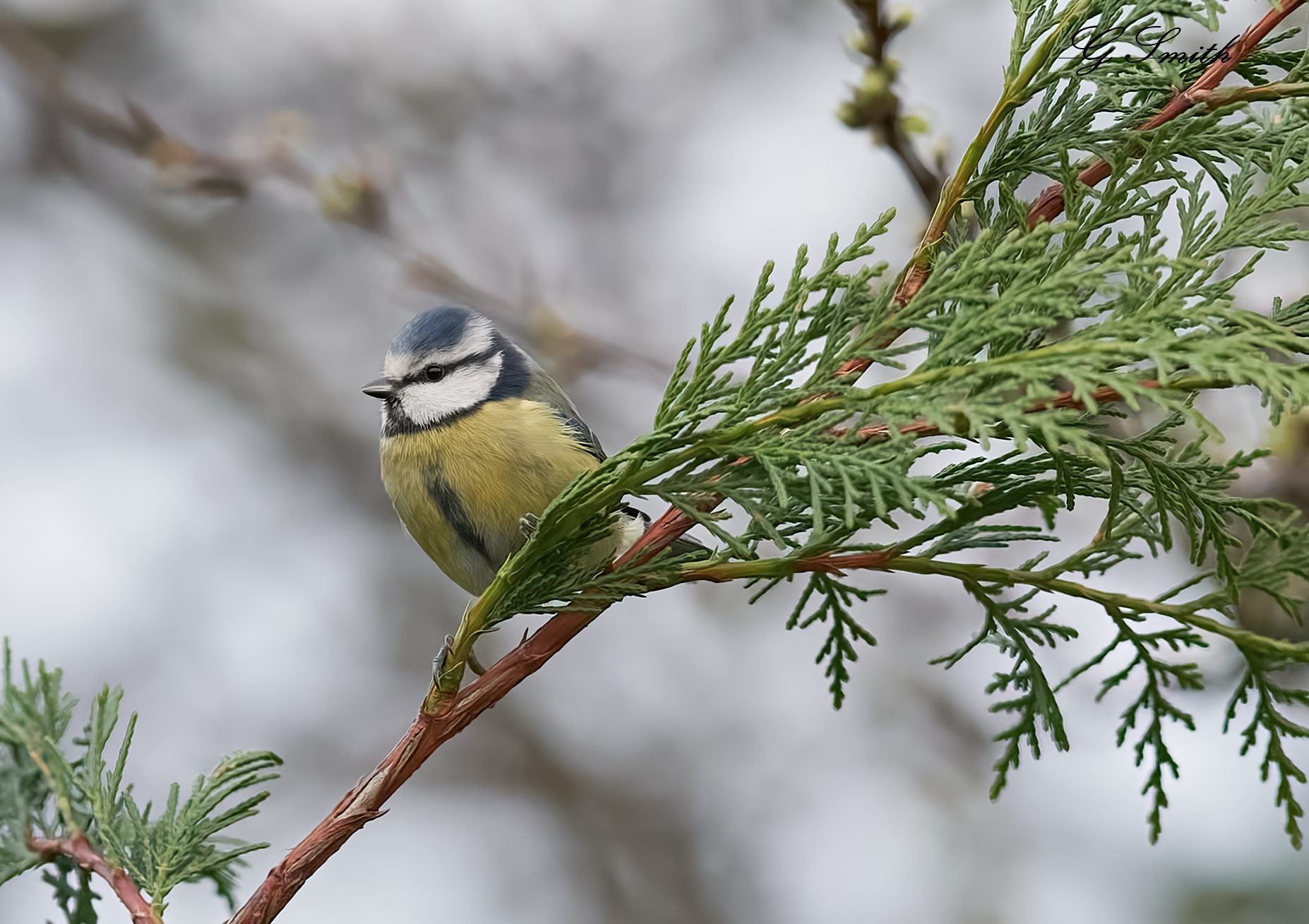 blue tit 2022 18.jpg