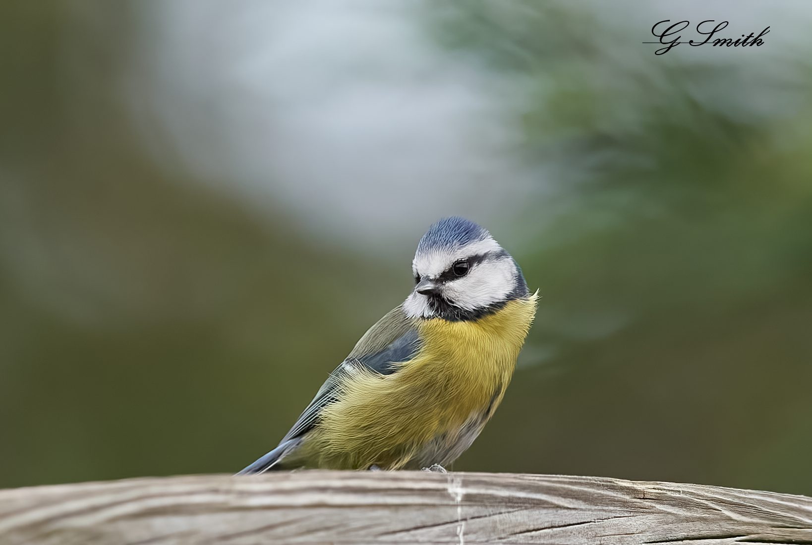 blue tit 2022 19.jpg