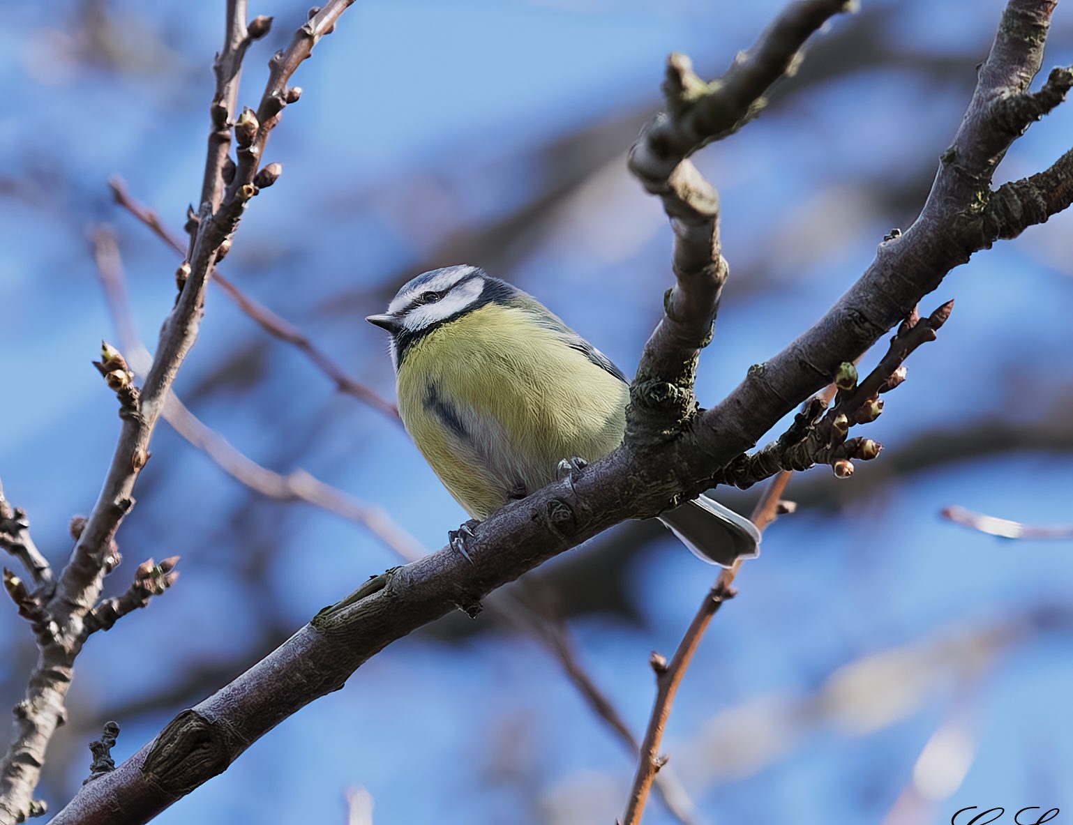 blue tit 2022 2.jpg