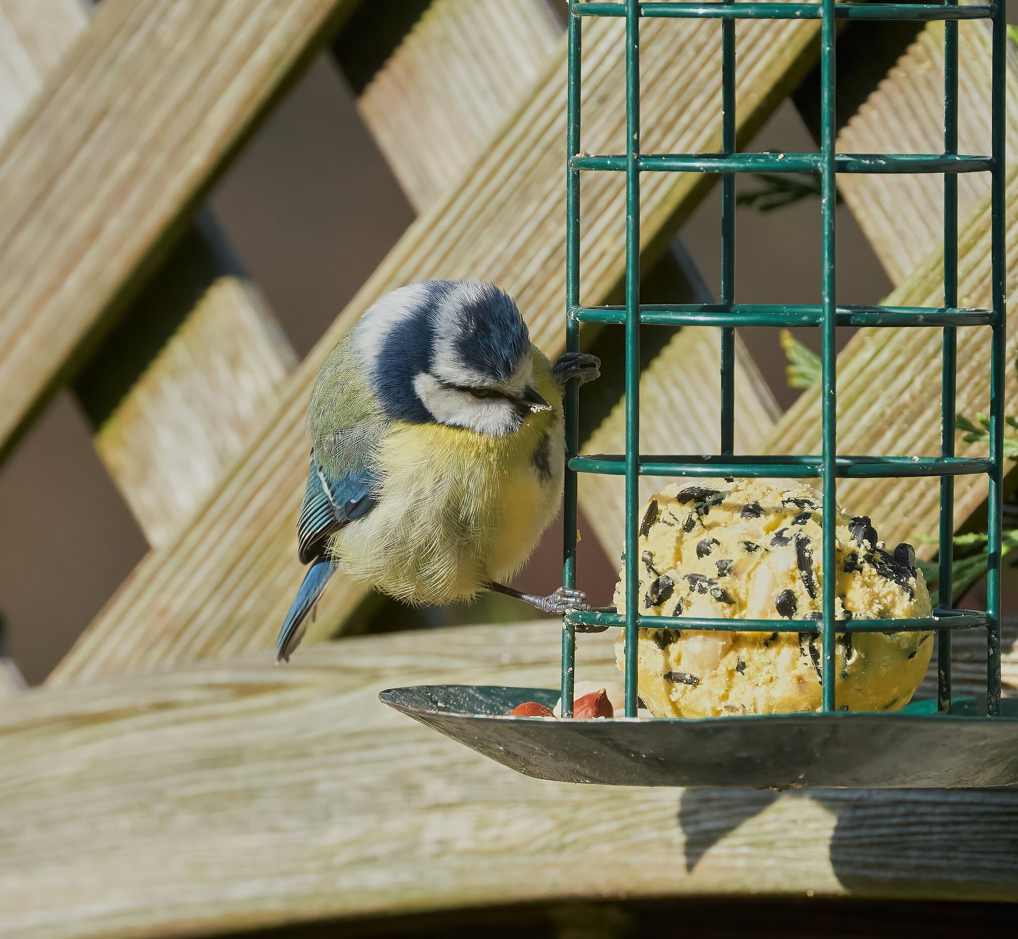 blue tit 2022 2.jpg