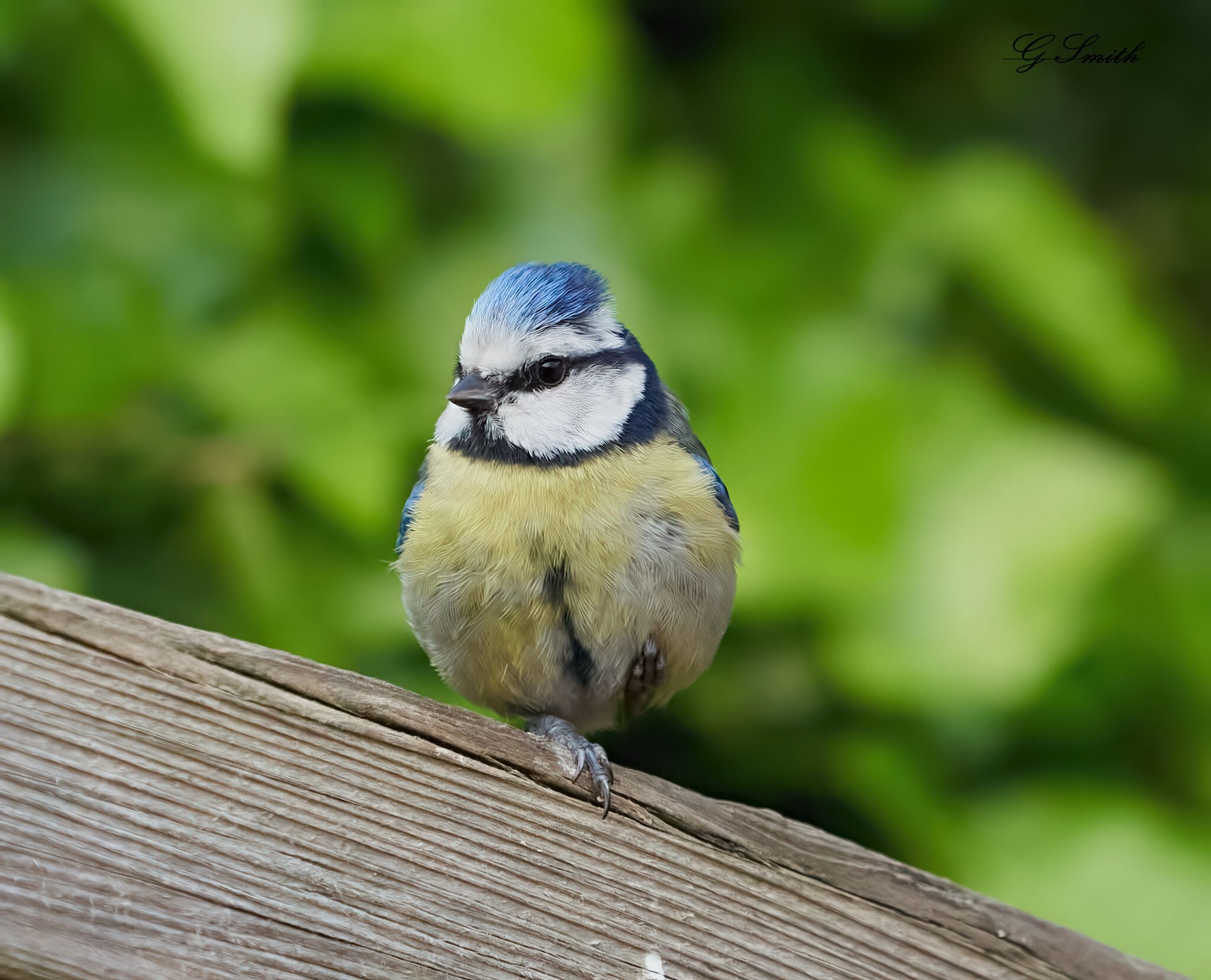 blue tit  2022 2.jpg