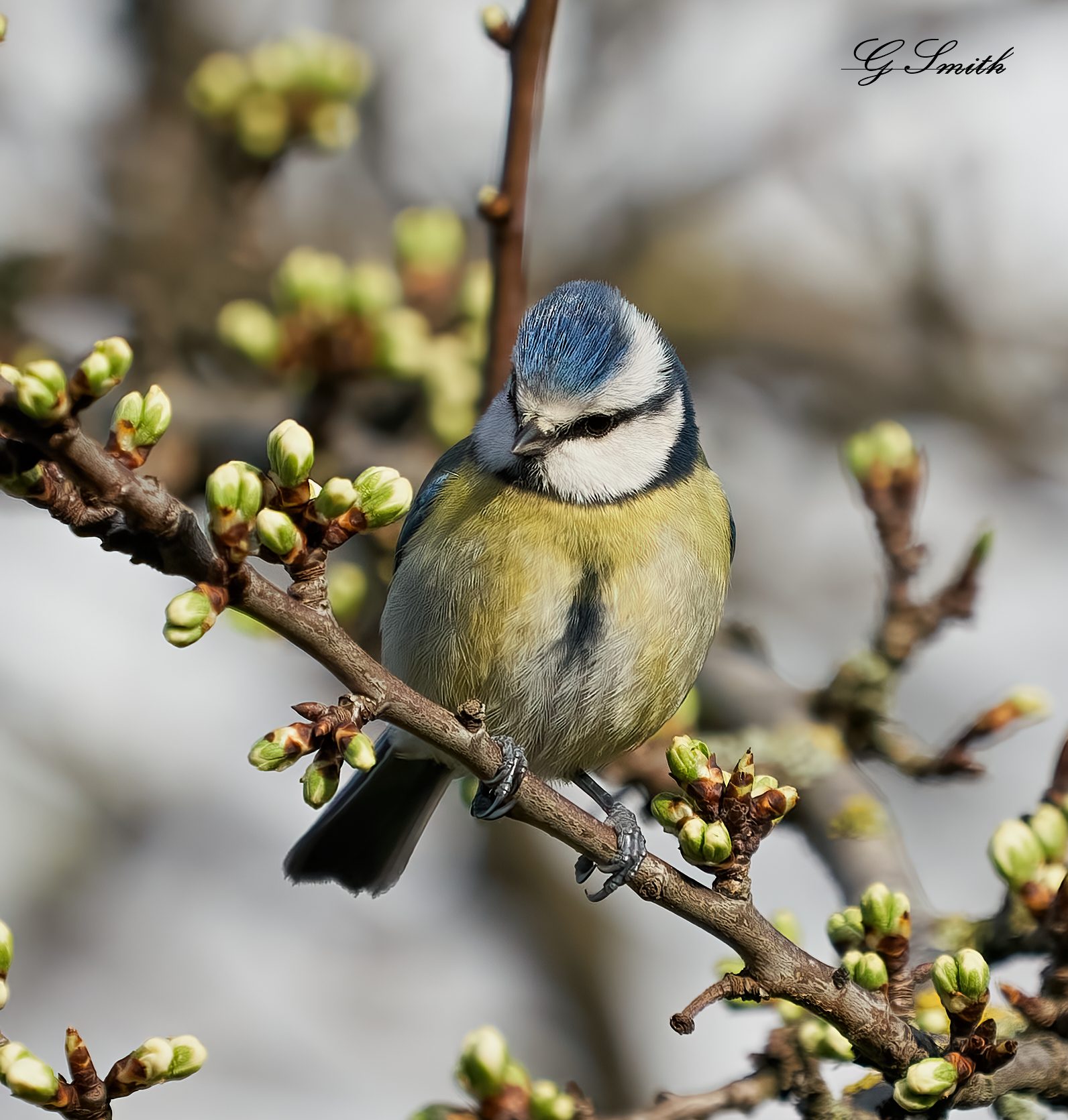 blue tit 2022 21.jpg