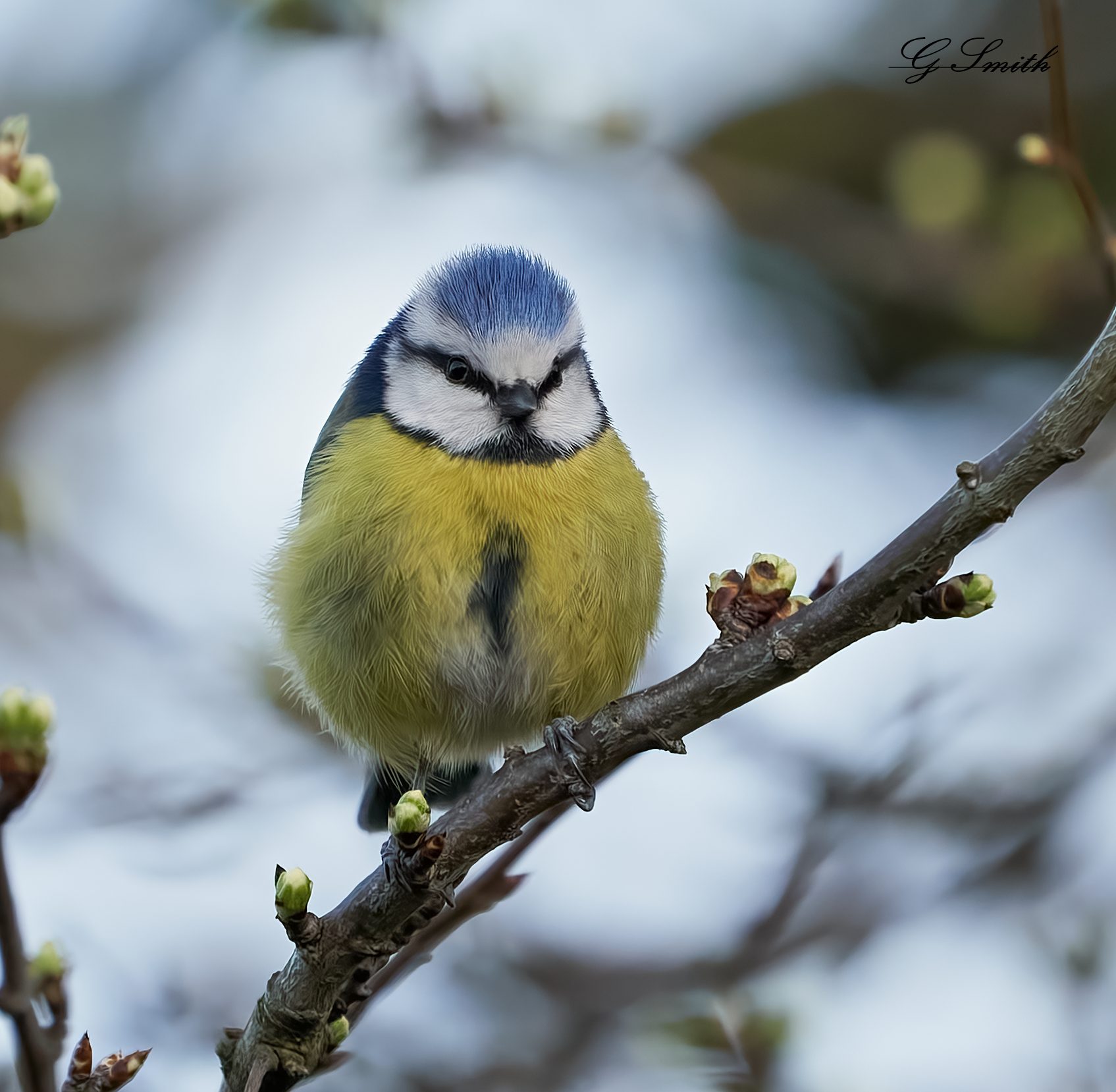 blue tit 2022 25.jpg