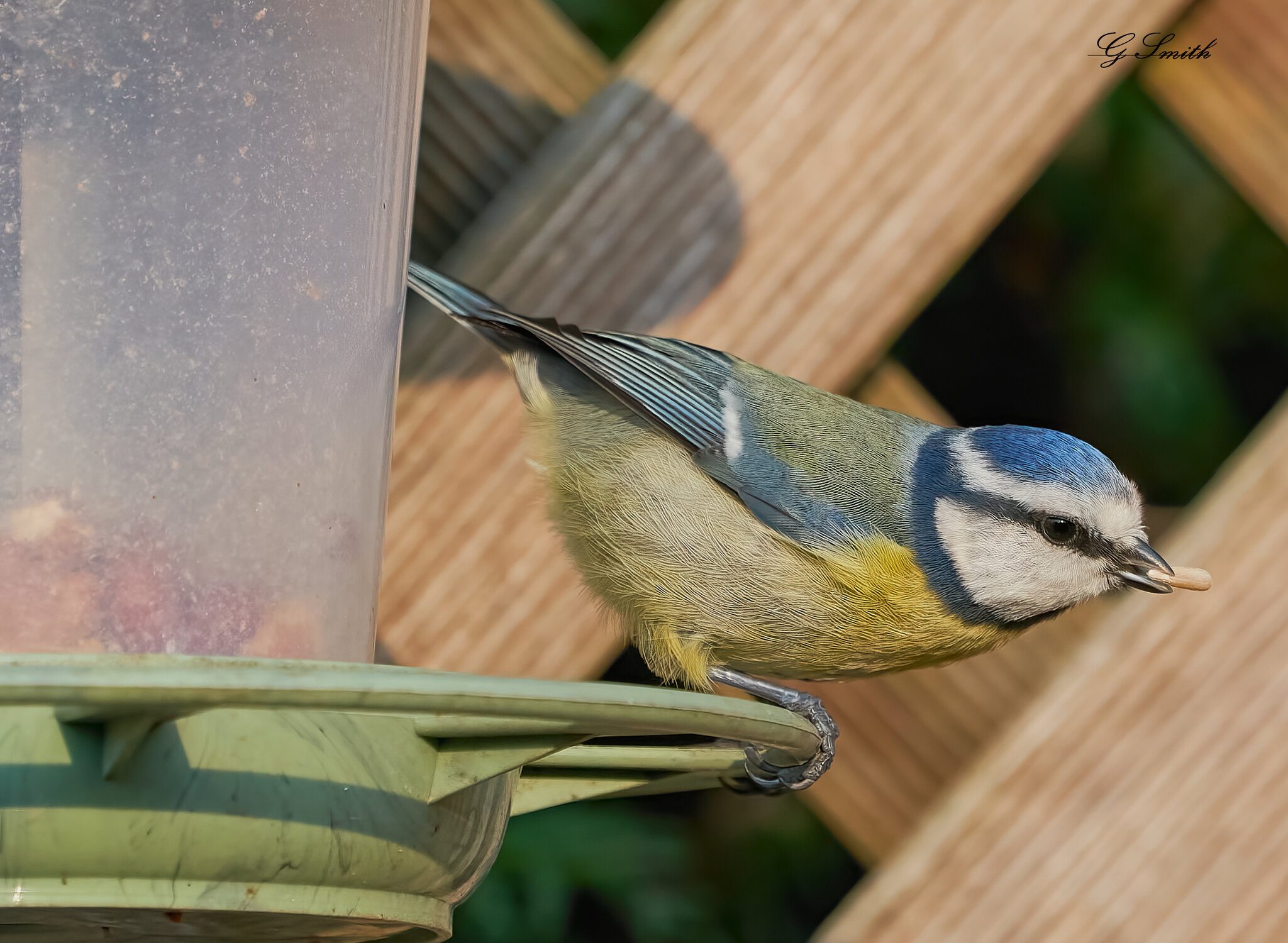 blue tit 2022 27.jpg