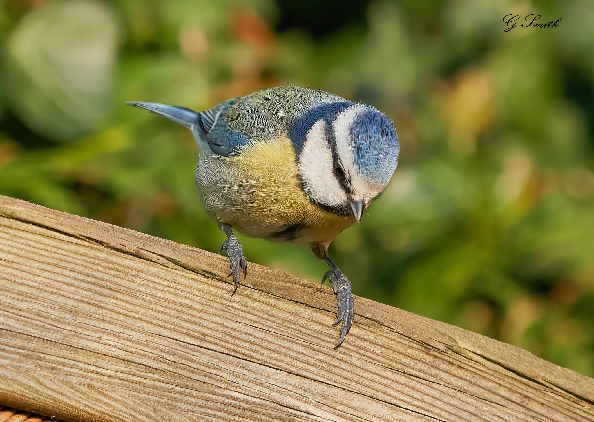 blue tit 2022 29.jpg