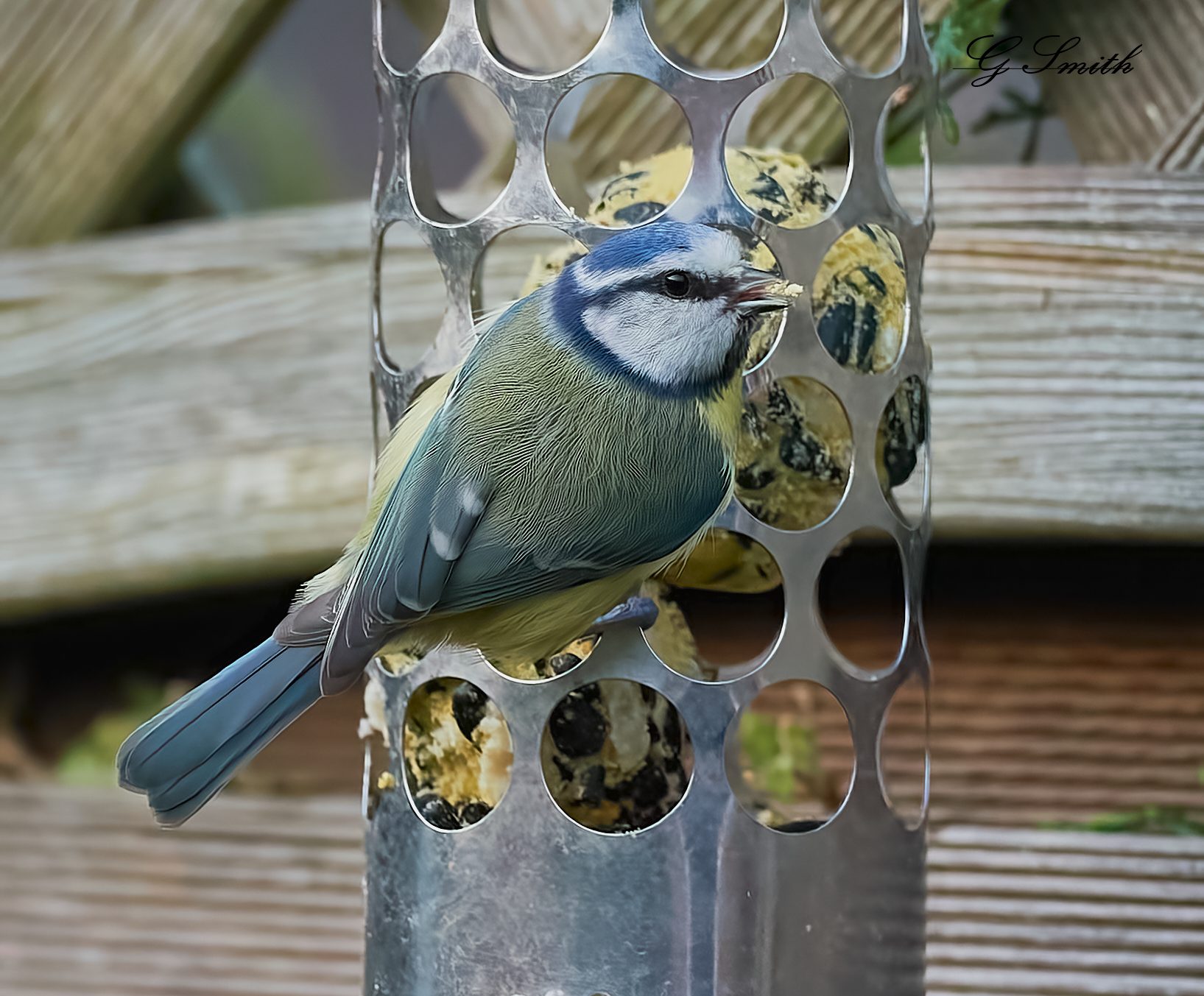 blue tit 2022 30.jpg