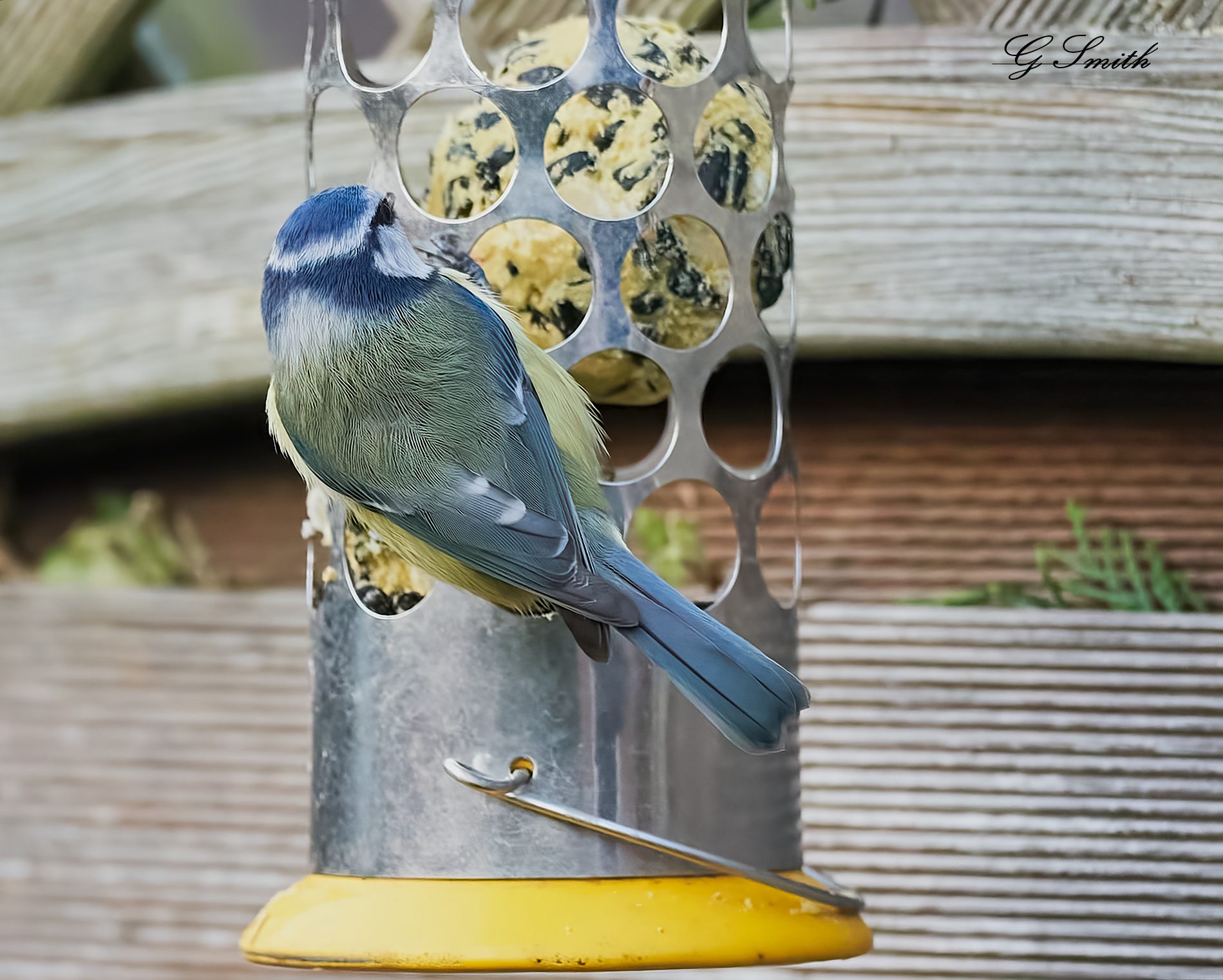 blue tit 2022 31.jpg