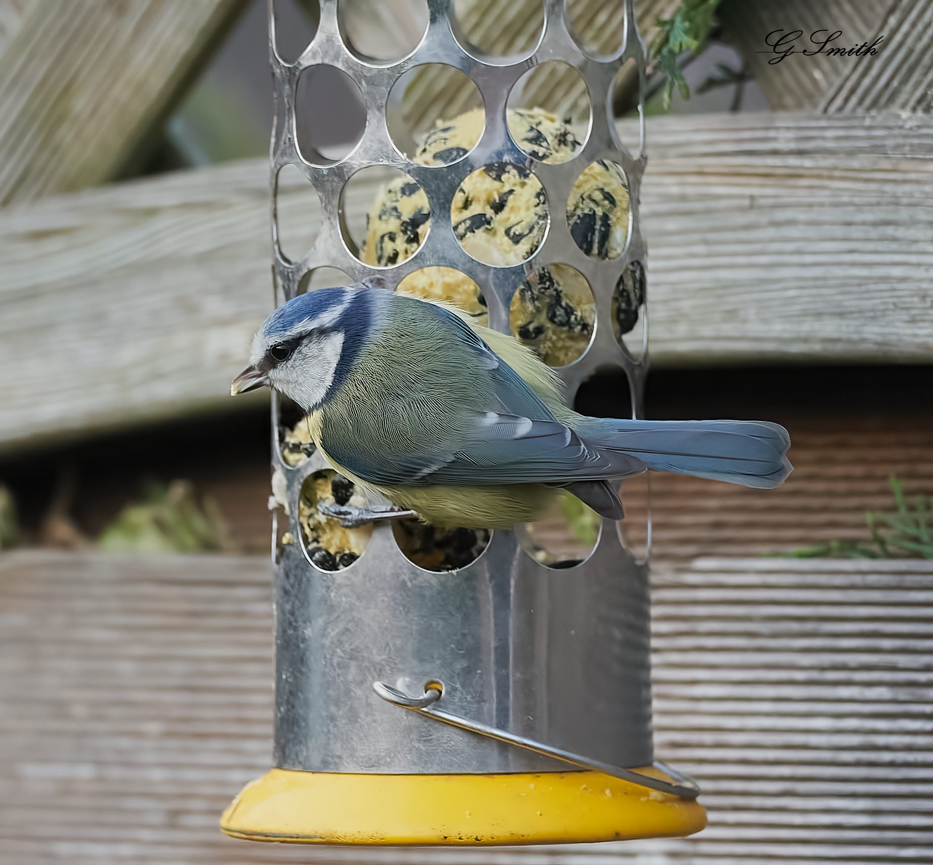 blue tit 2022 32.jpg