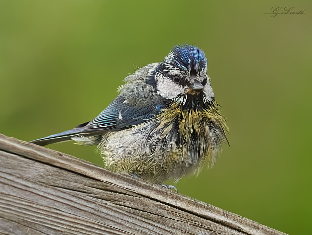 blue tit 2022 45.jpg