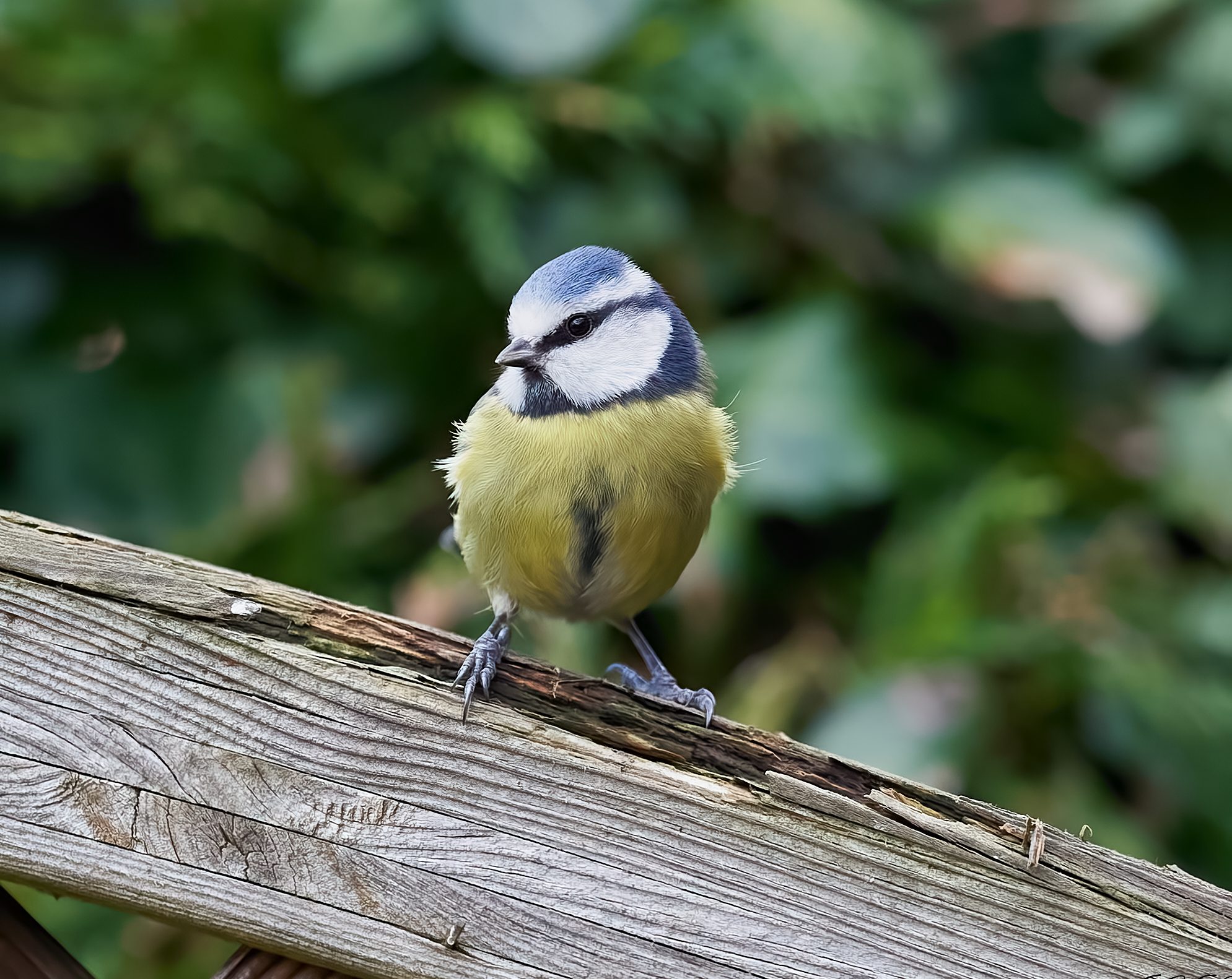 blue tit 2022 6.jpg