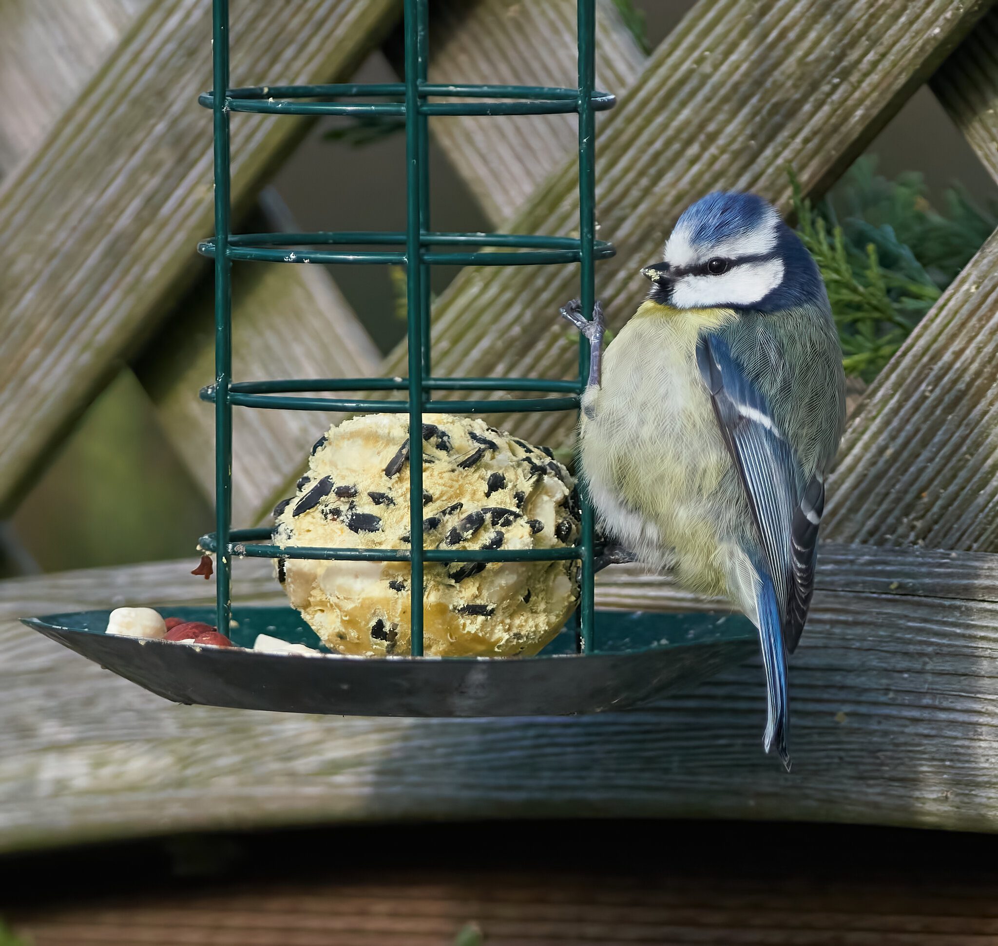 blue tit 2022 7.jpg