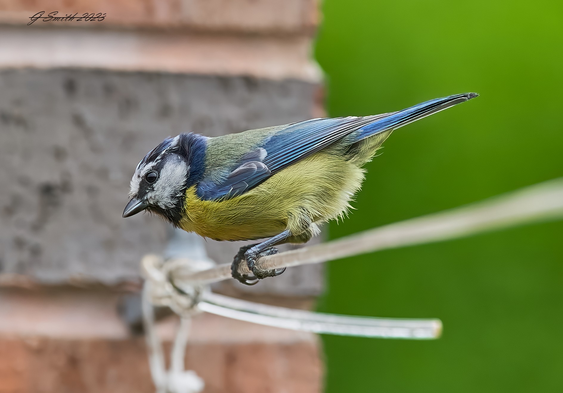 blue tit 2023 2 (2).jpg