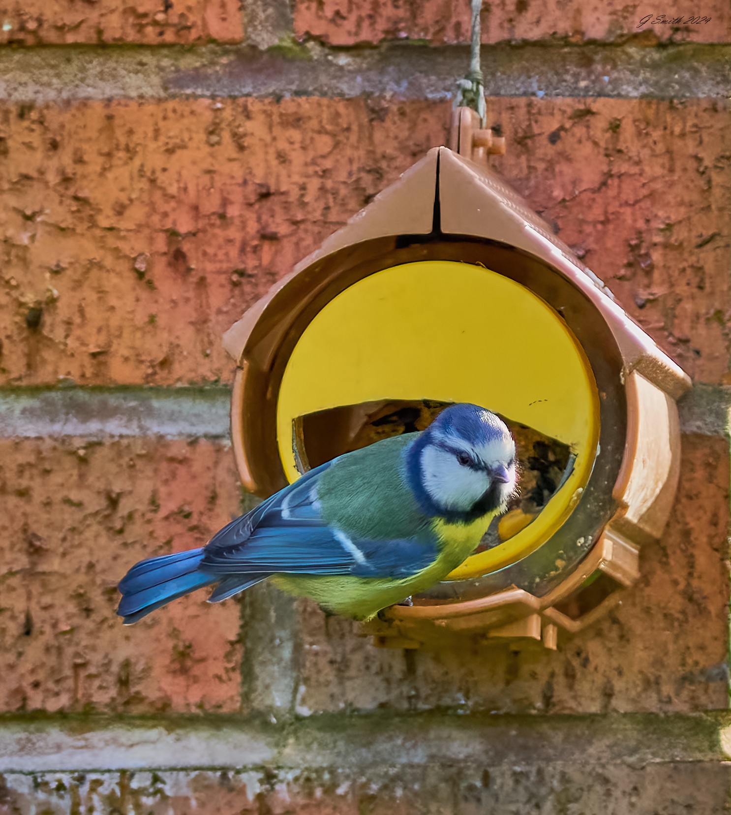 blue tit 2024 1.jpg