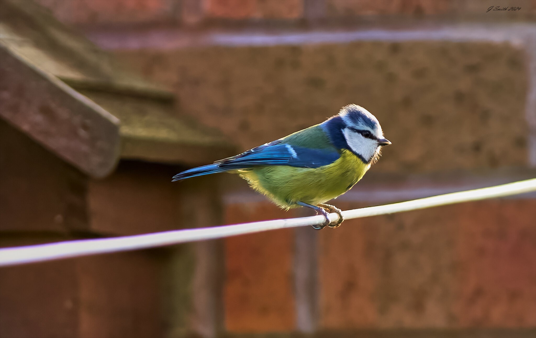 blue tit 2024 2.jpg