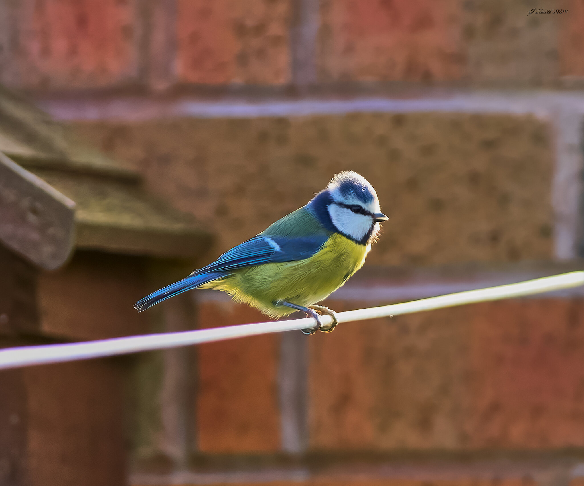 blue tit 2024.jpg