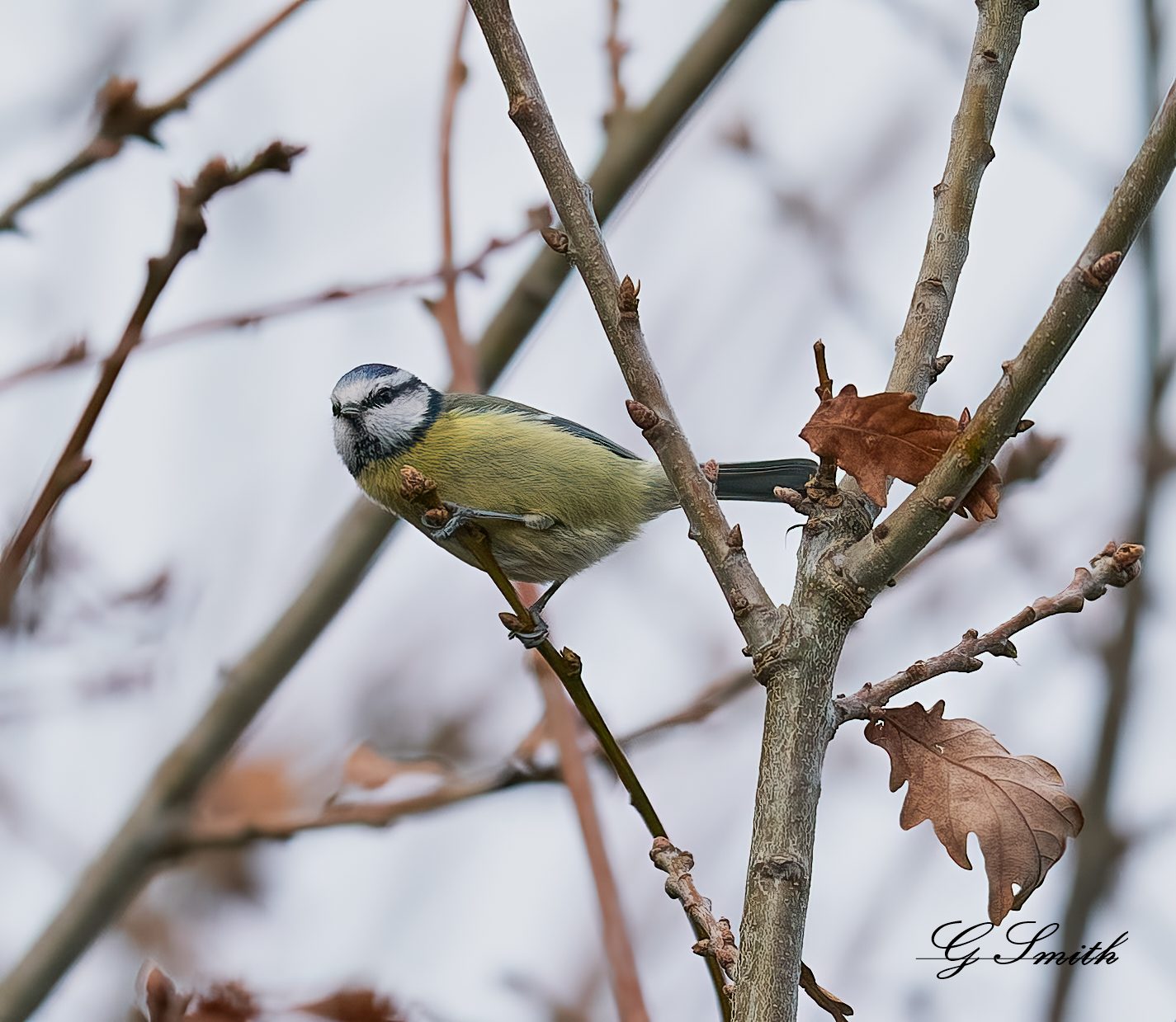 blue tit 4.jpg