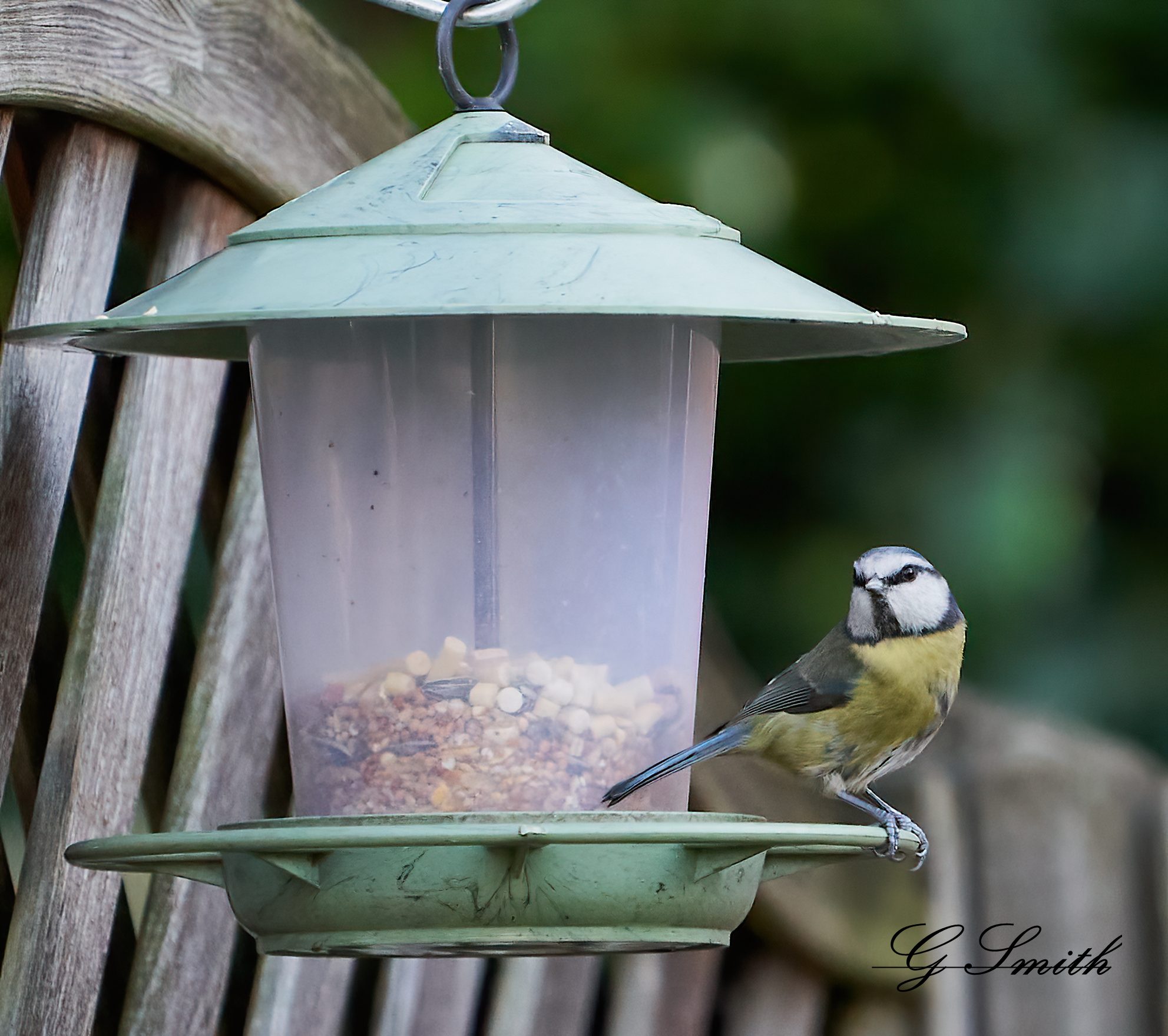 blue tit 7.jpg