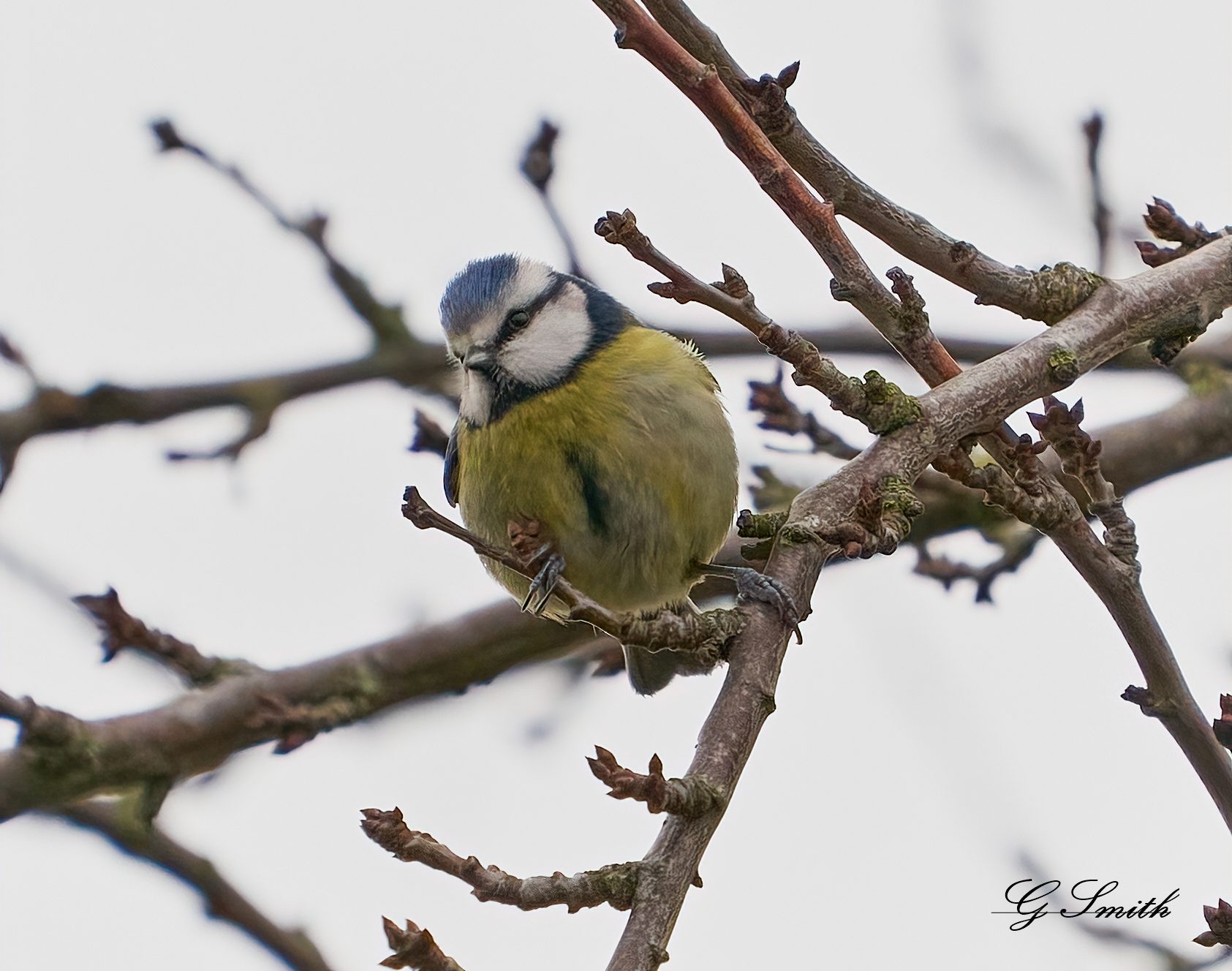 blue tit .jpg