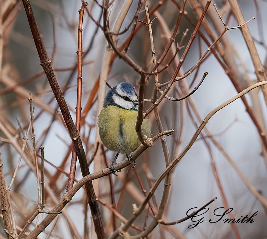 blue tit.jpg