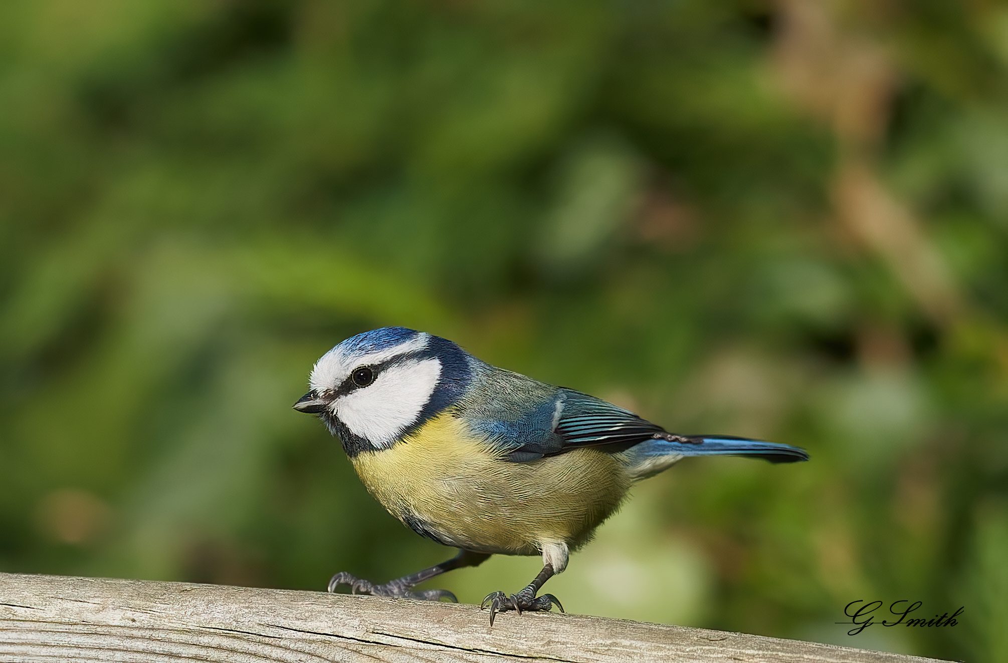 blue tit.jpg