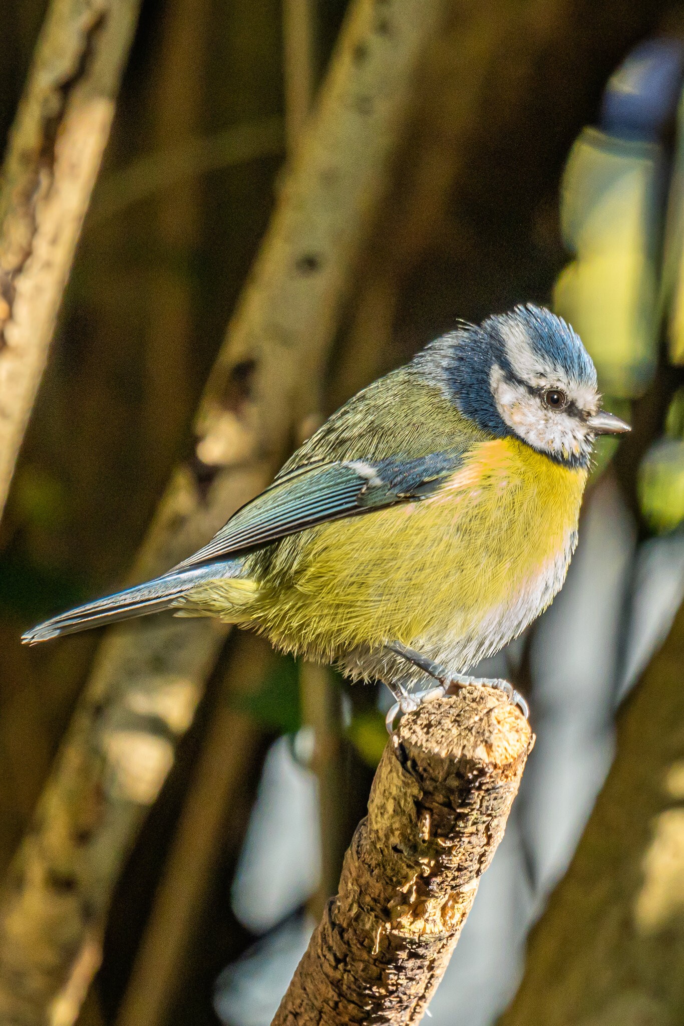 blue tit on branch-5-2.JPG