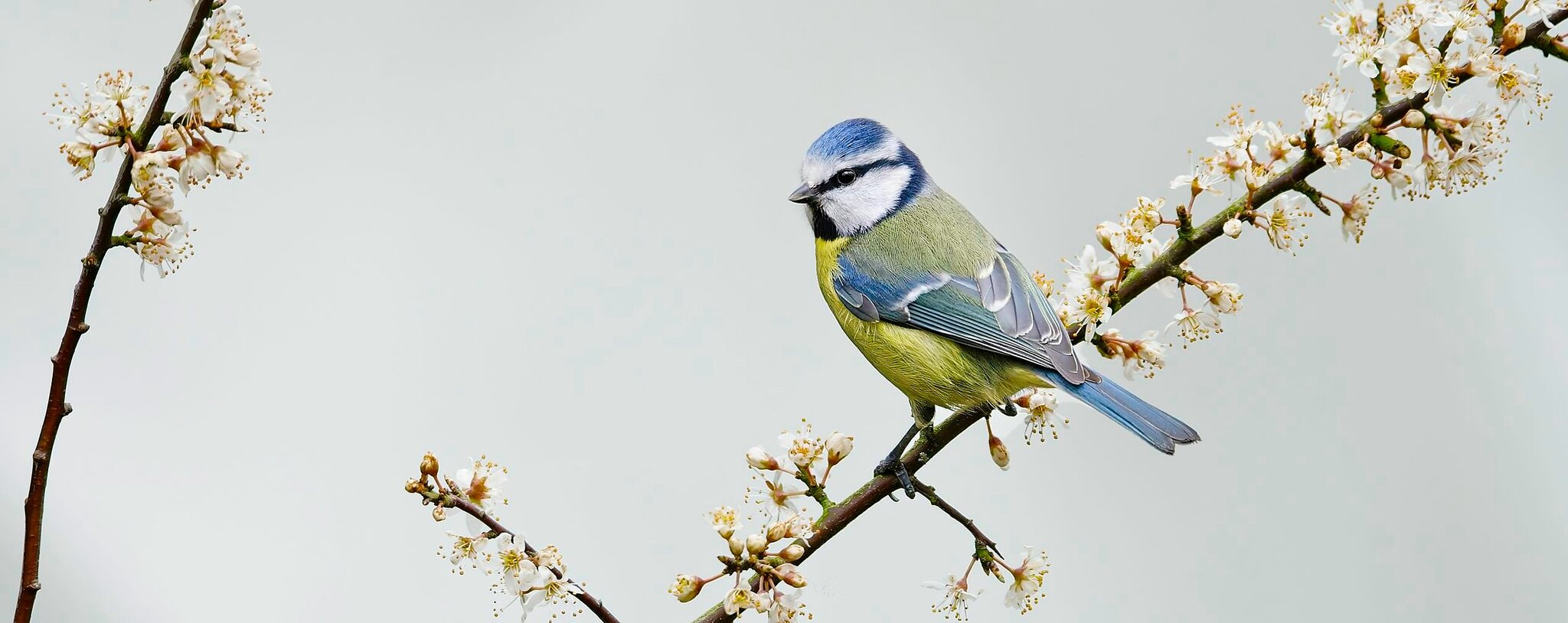 Blue Tit on Hawthorne Branch.jpg