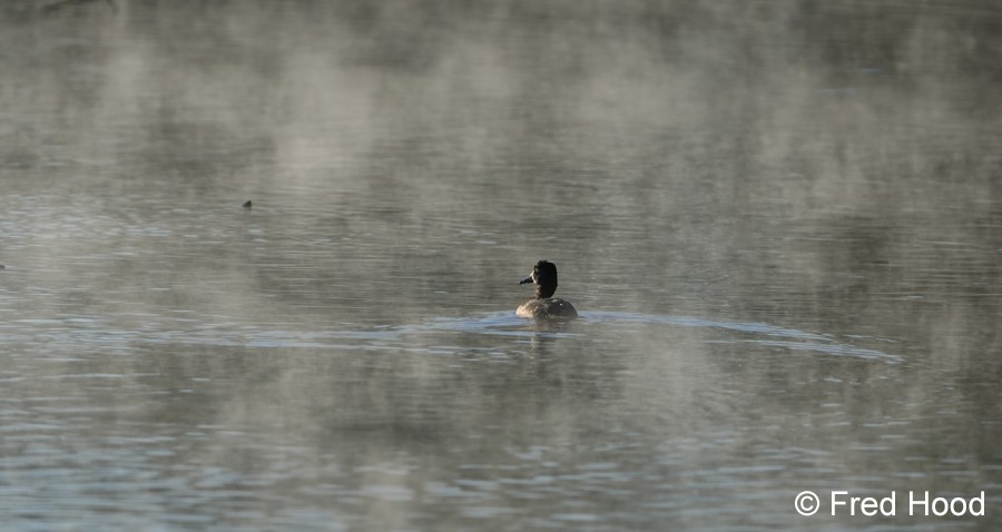 blue winged teal (likely) S5352.JPG