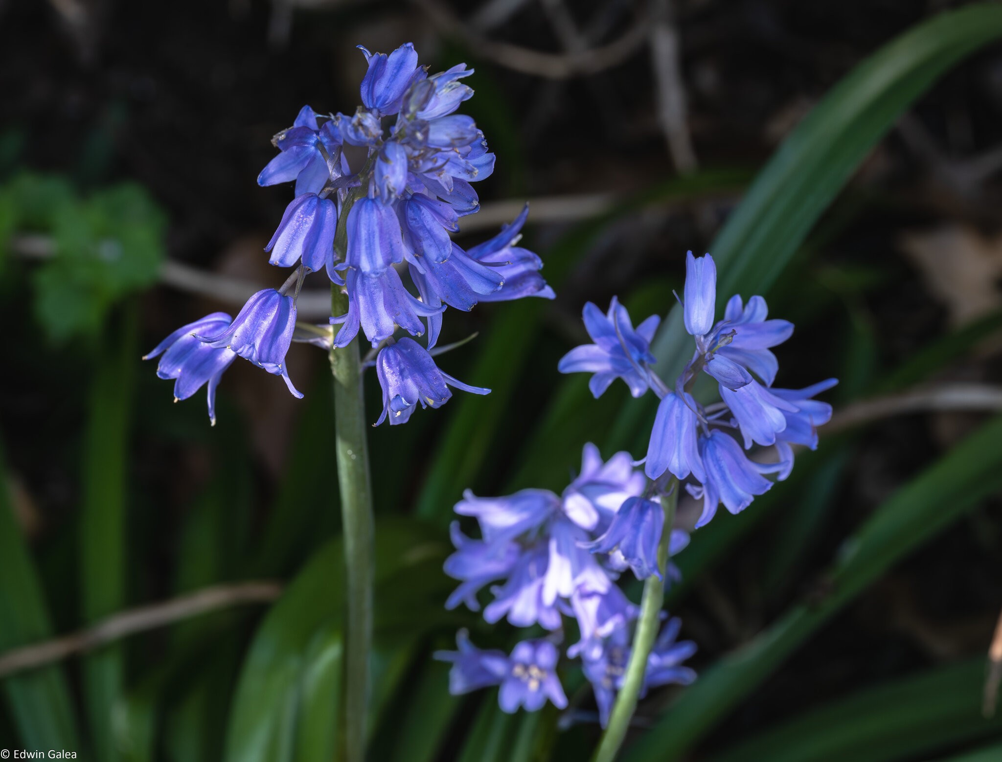 bluebells-1.jpg