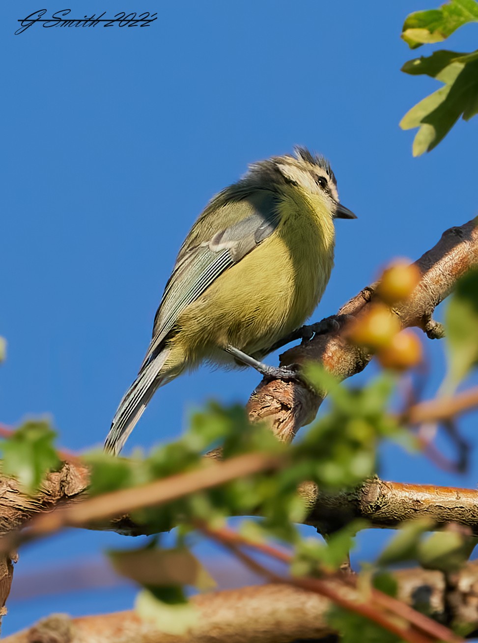 bluetit 2023 1.jpg