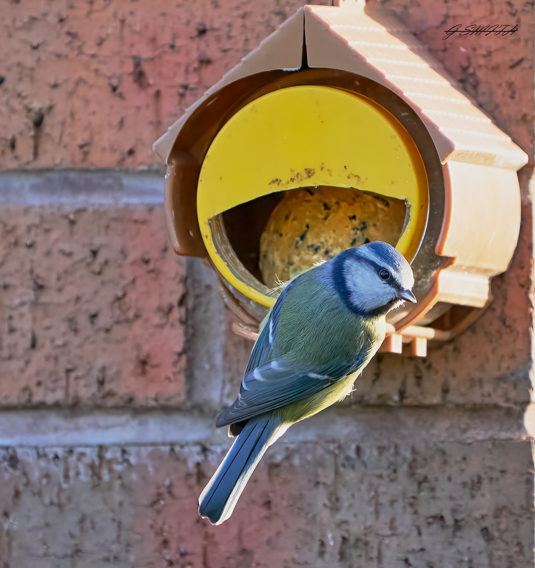 bluetit 2023 (2).jpg